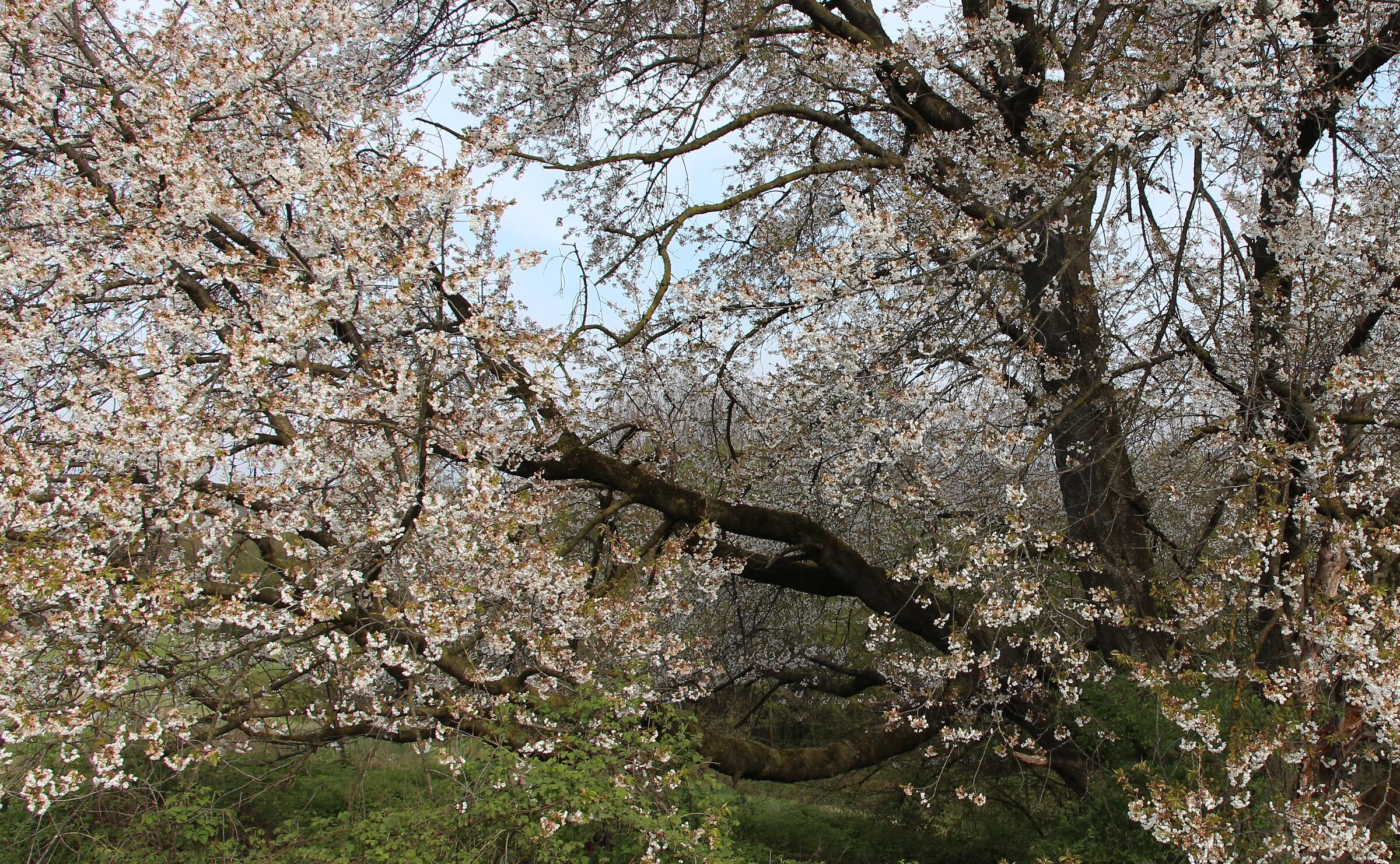 centuries-old cherry tree