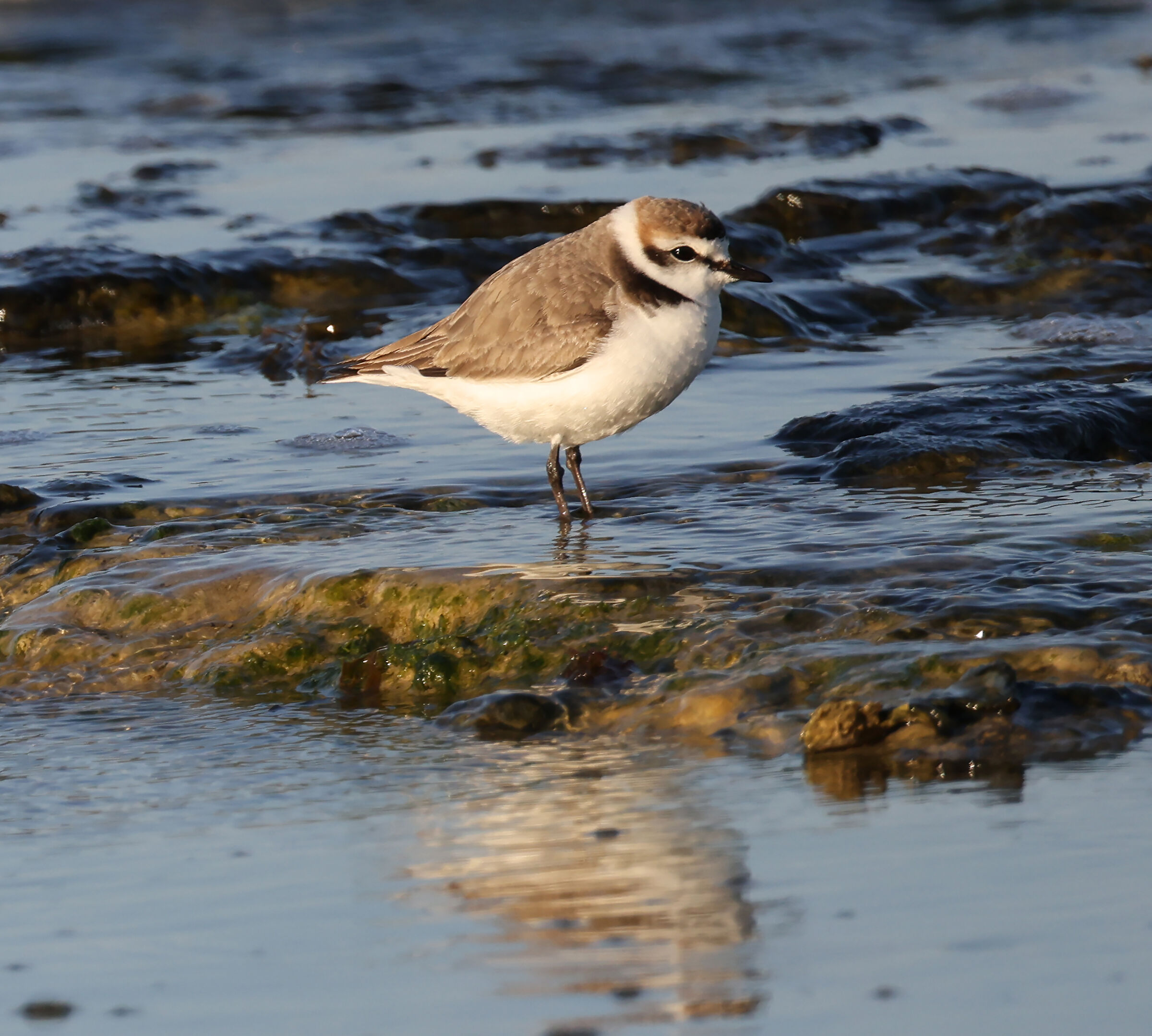 Kentish plover
