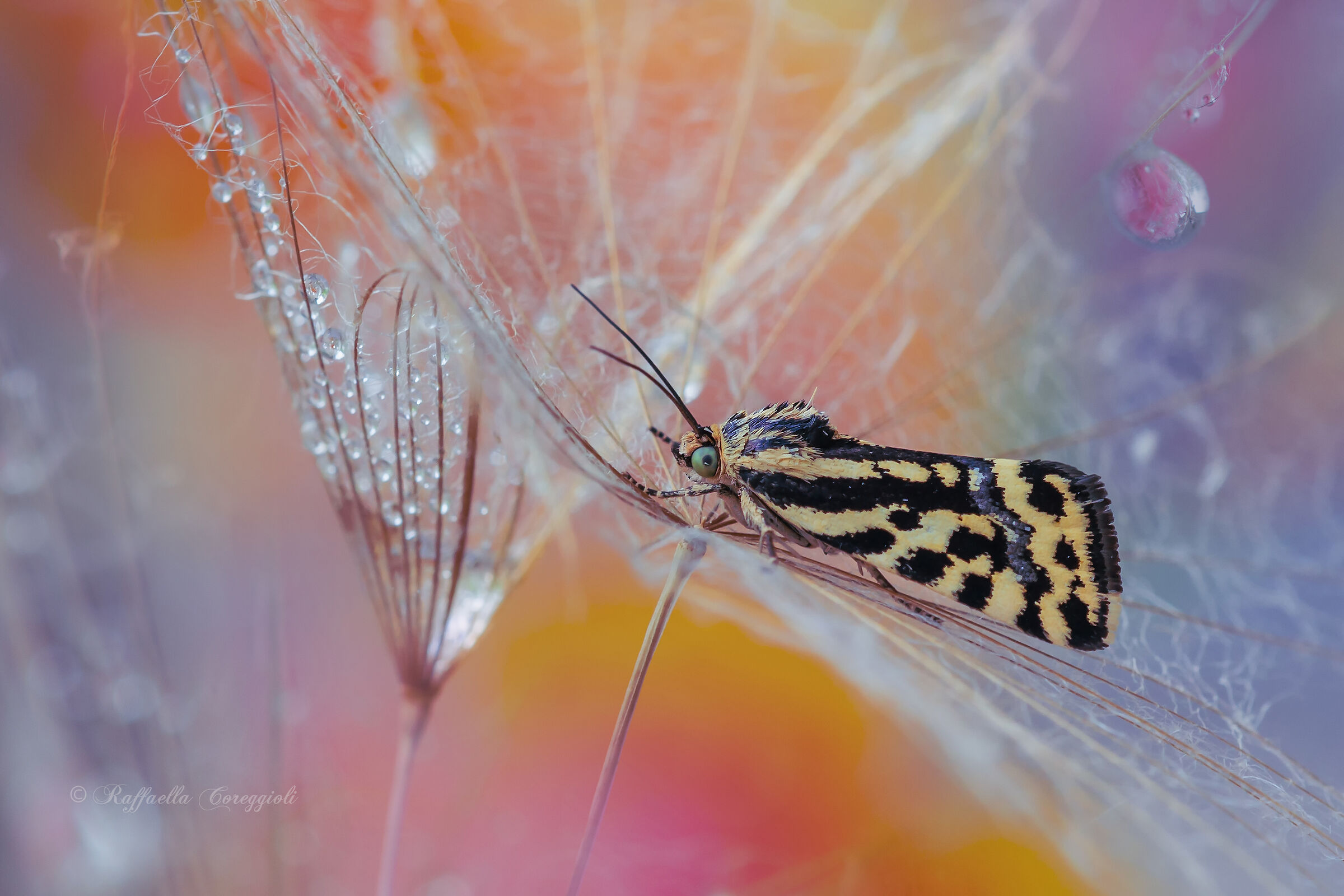 Emmelia trabealis