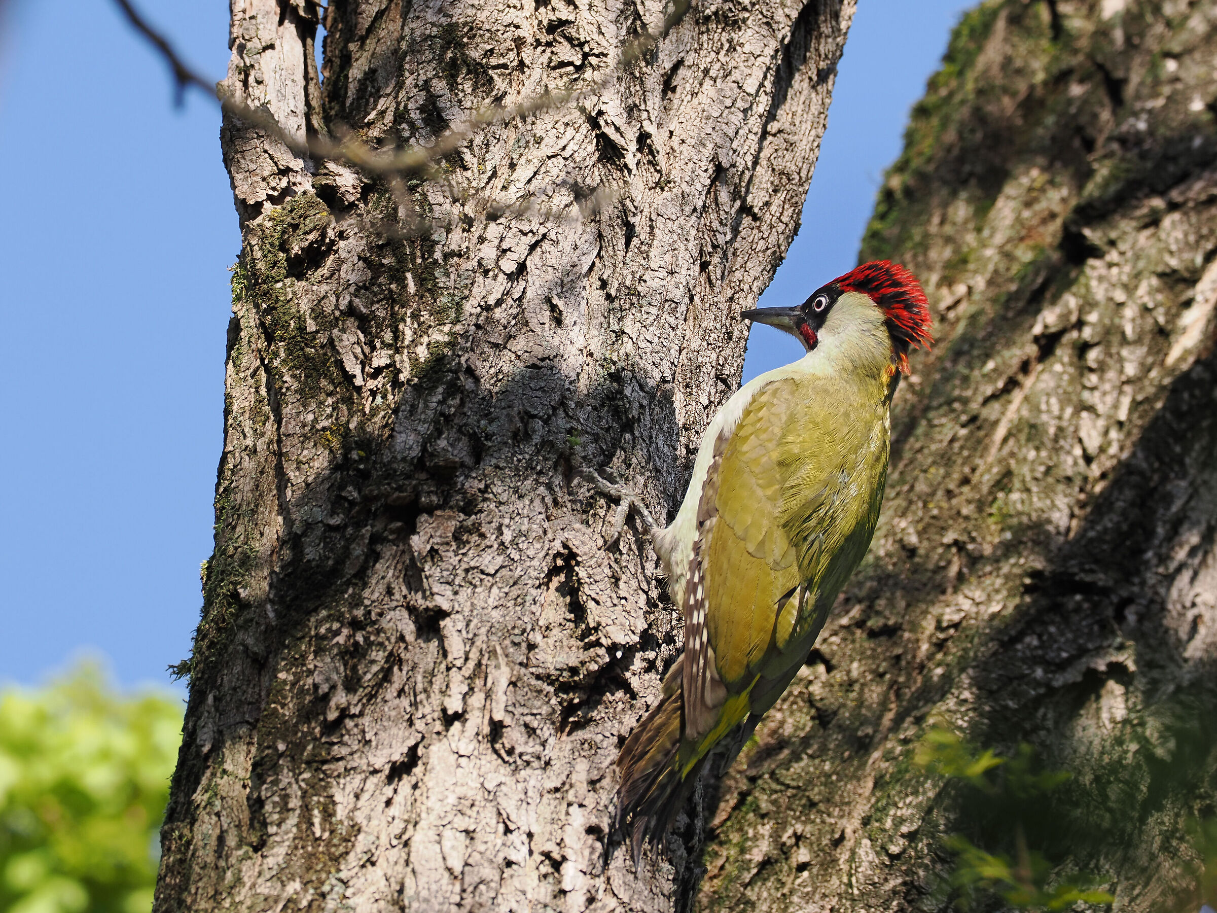Male green woodpecker