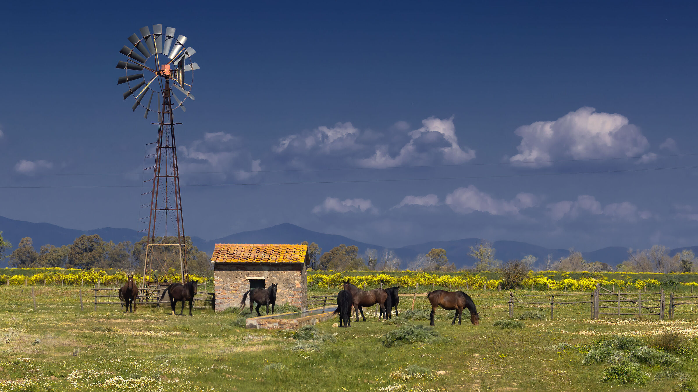 Cavalli della Maremma