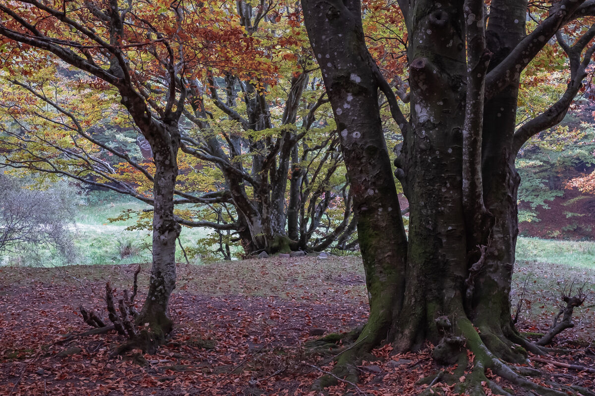 Autumn in the woods