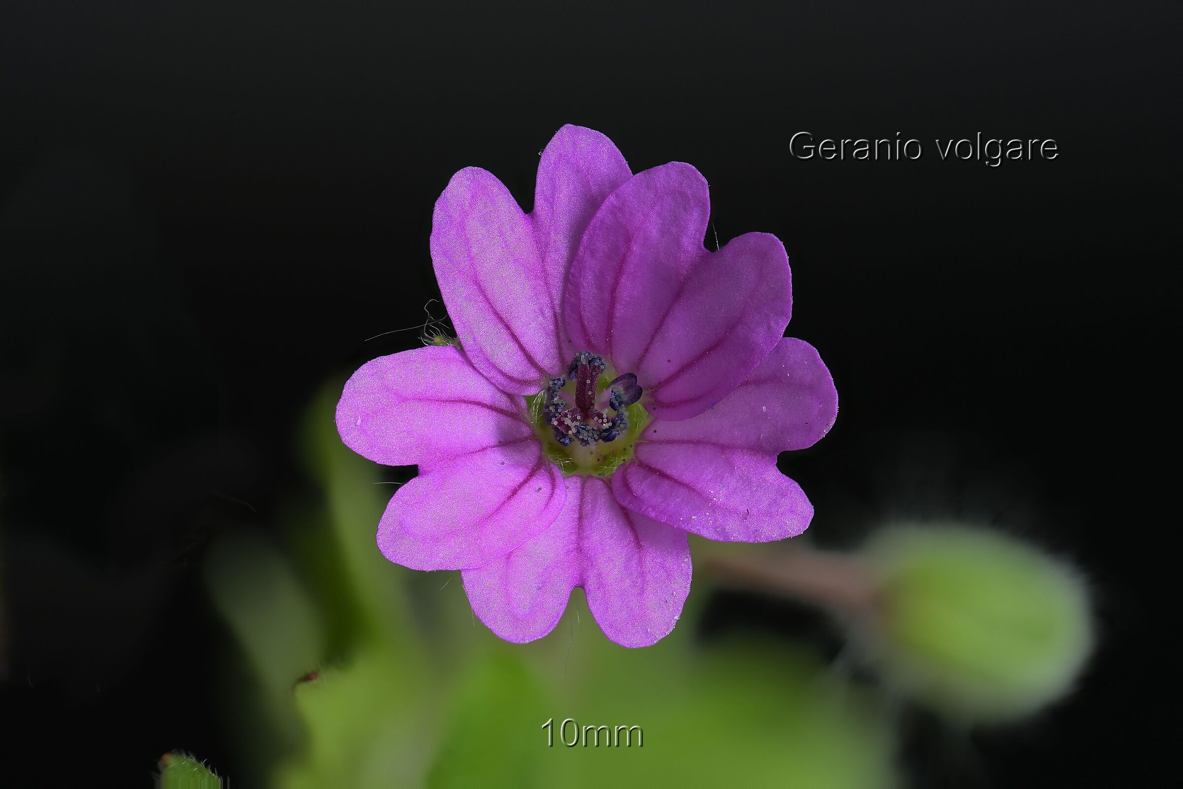 Geranio volgare, 10mm