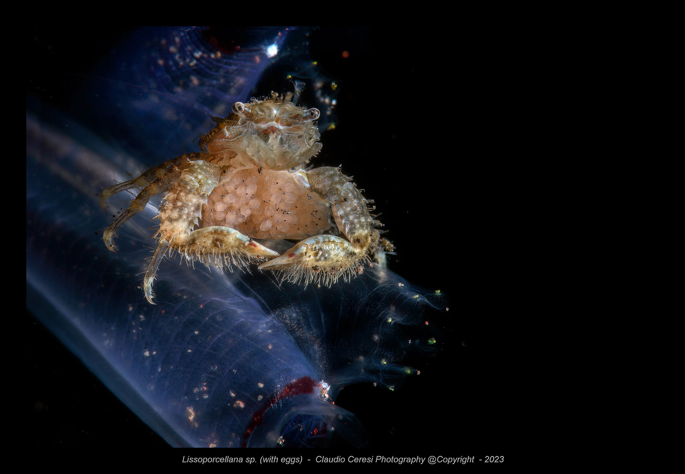 granchio di porcellana sopra ascidia blu
