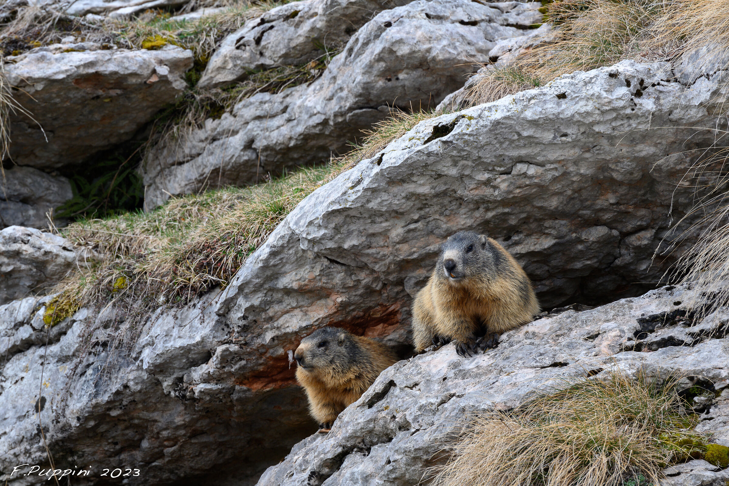 Marmots