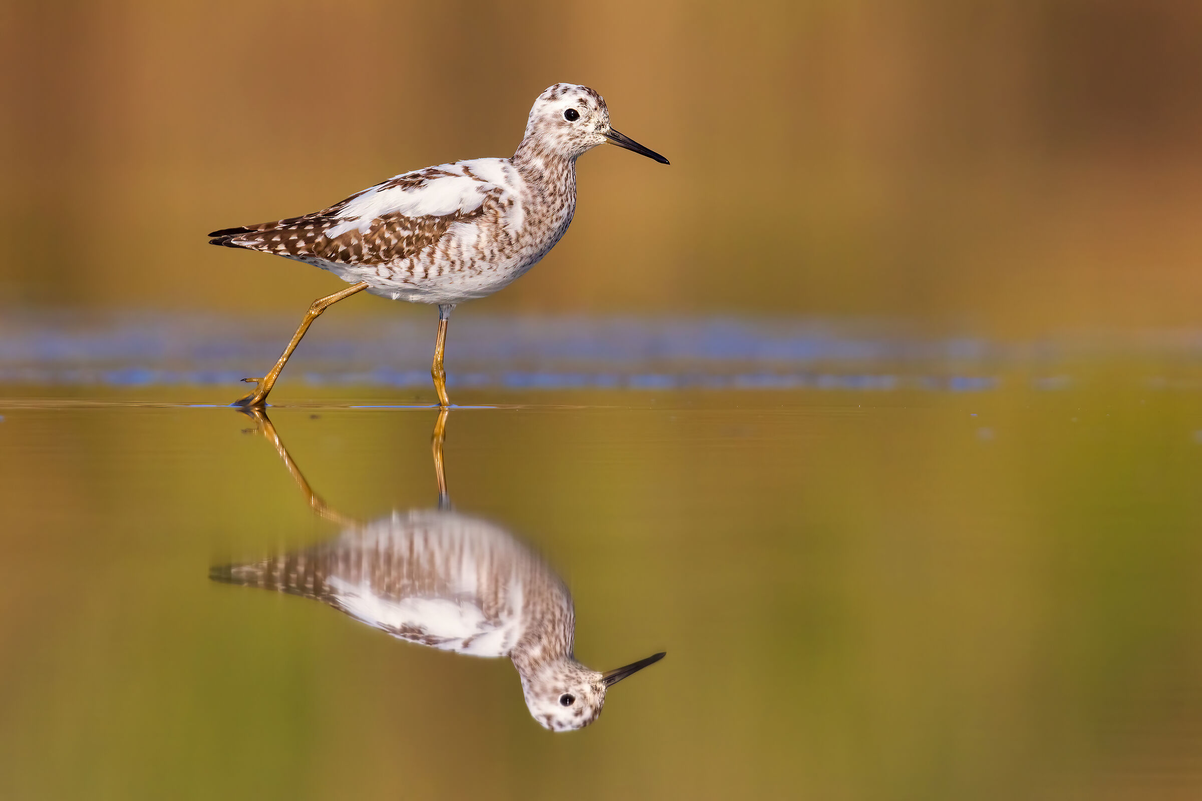 Sandpiper Boschereccio Leucistico