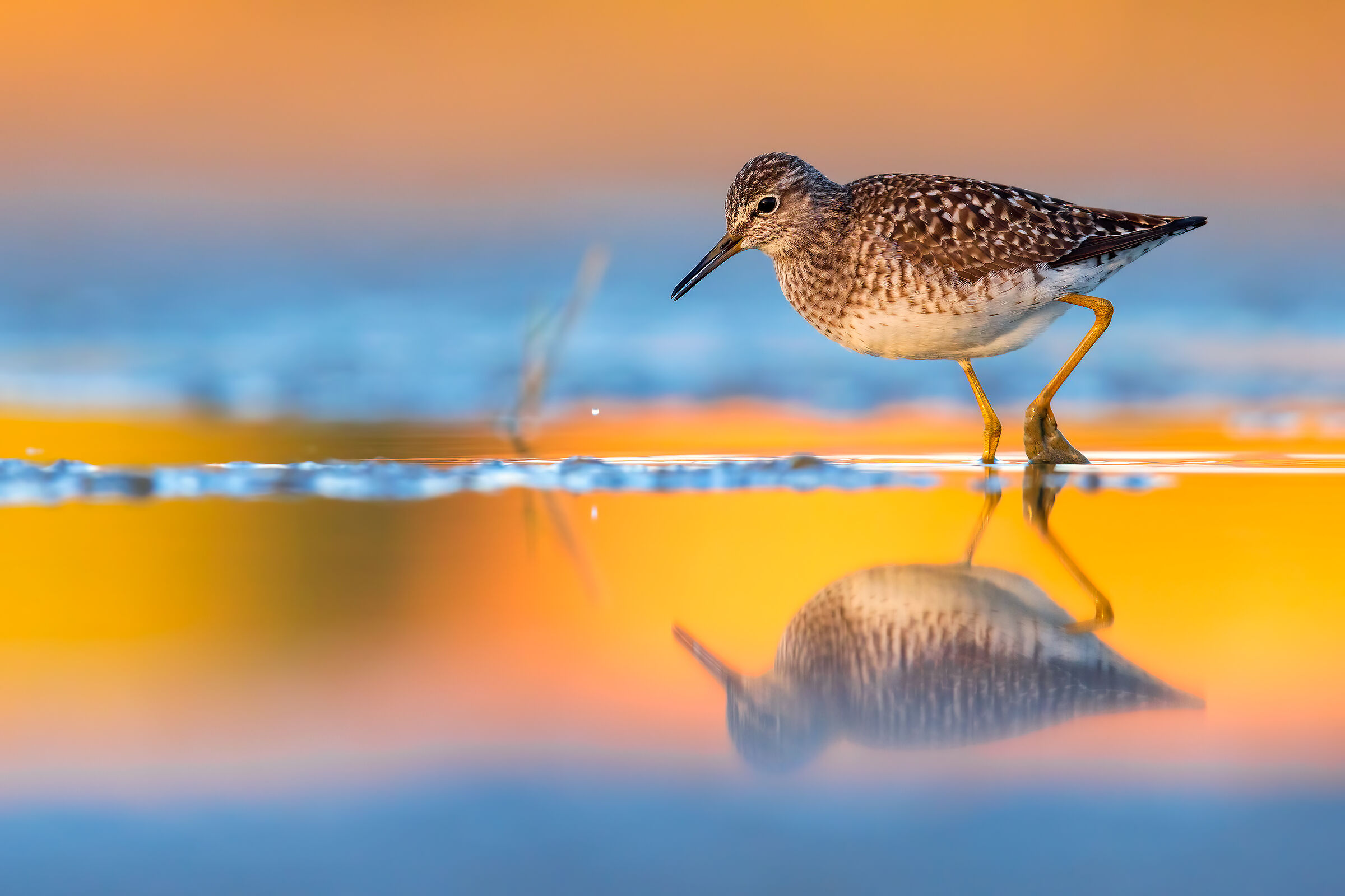 Sandpiper Pyro Boschereccio