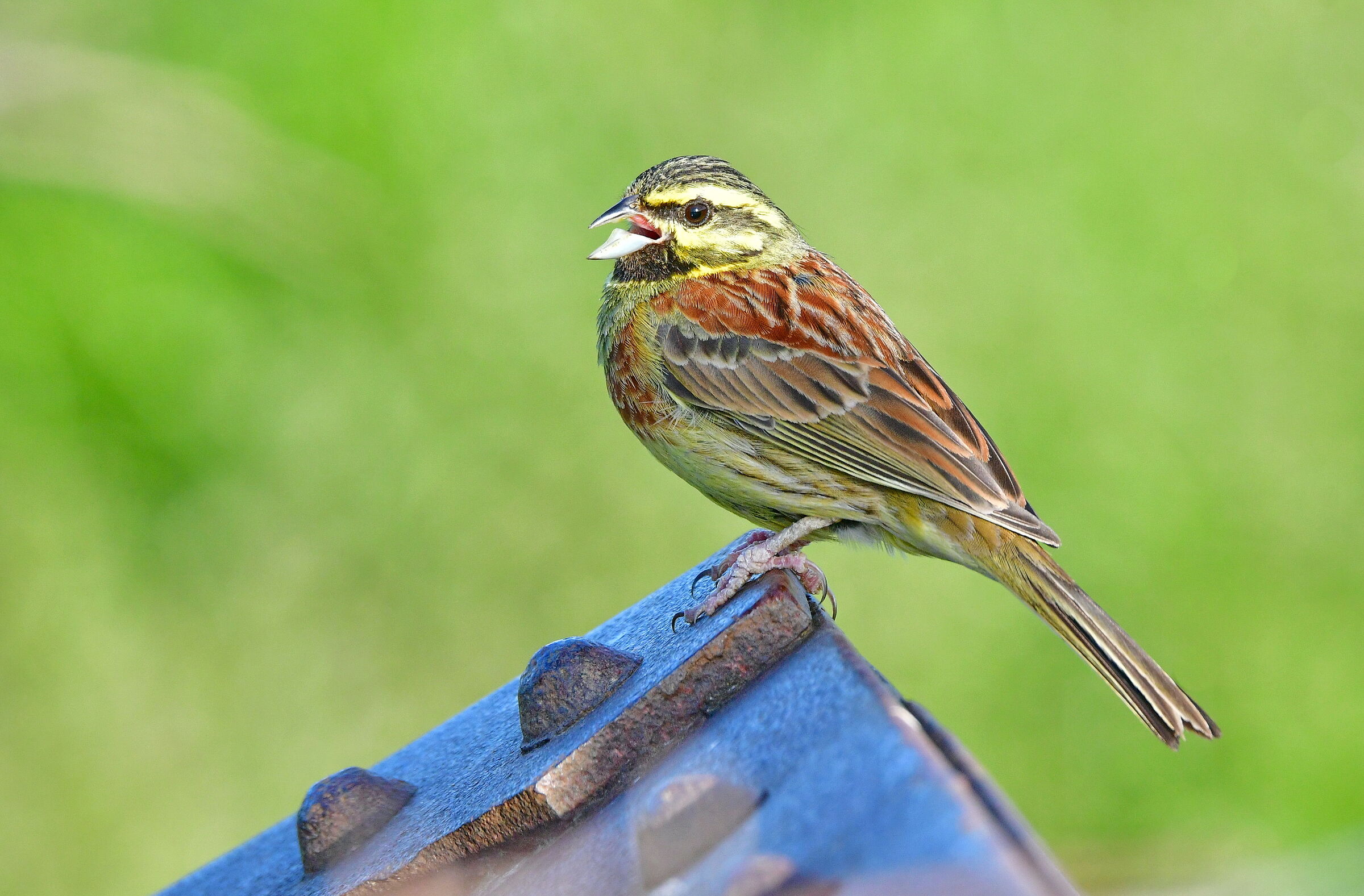 Emberiza cirlus