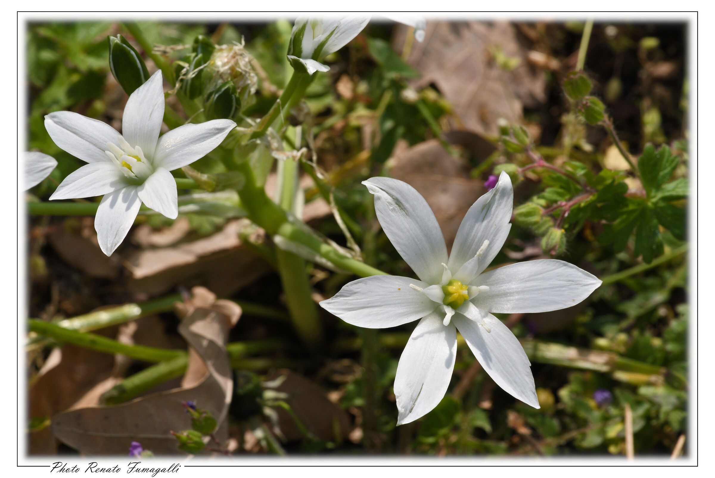 Chicken milk (Ornithogalum umbellatum)