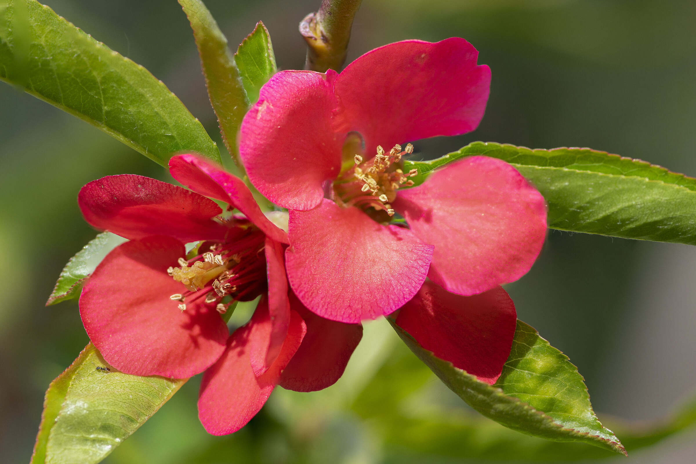 Japanese Quince