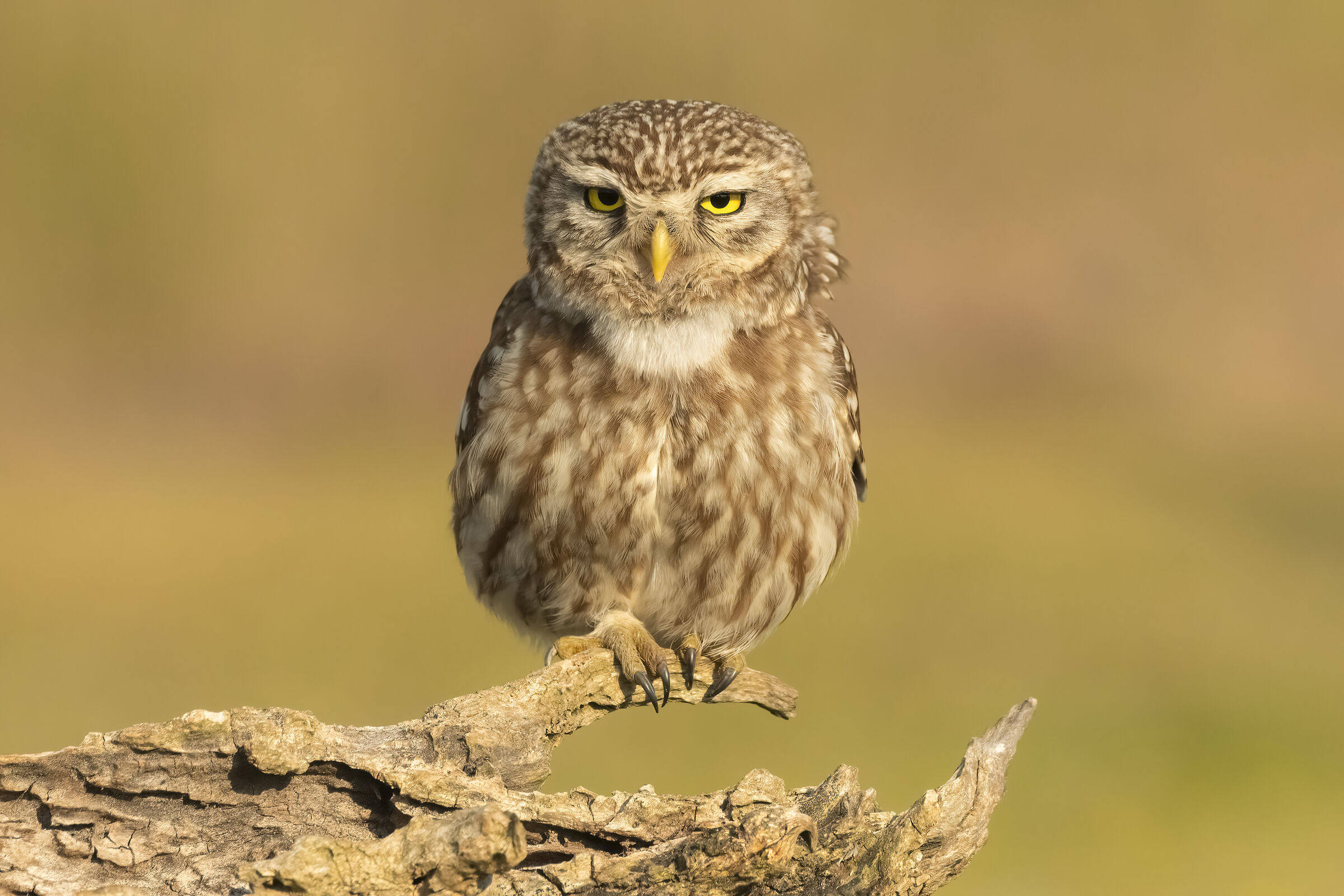 Owl