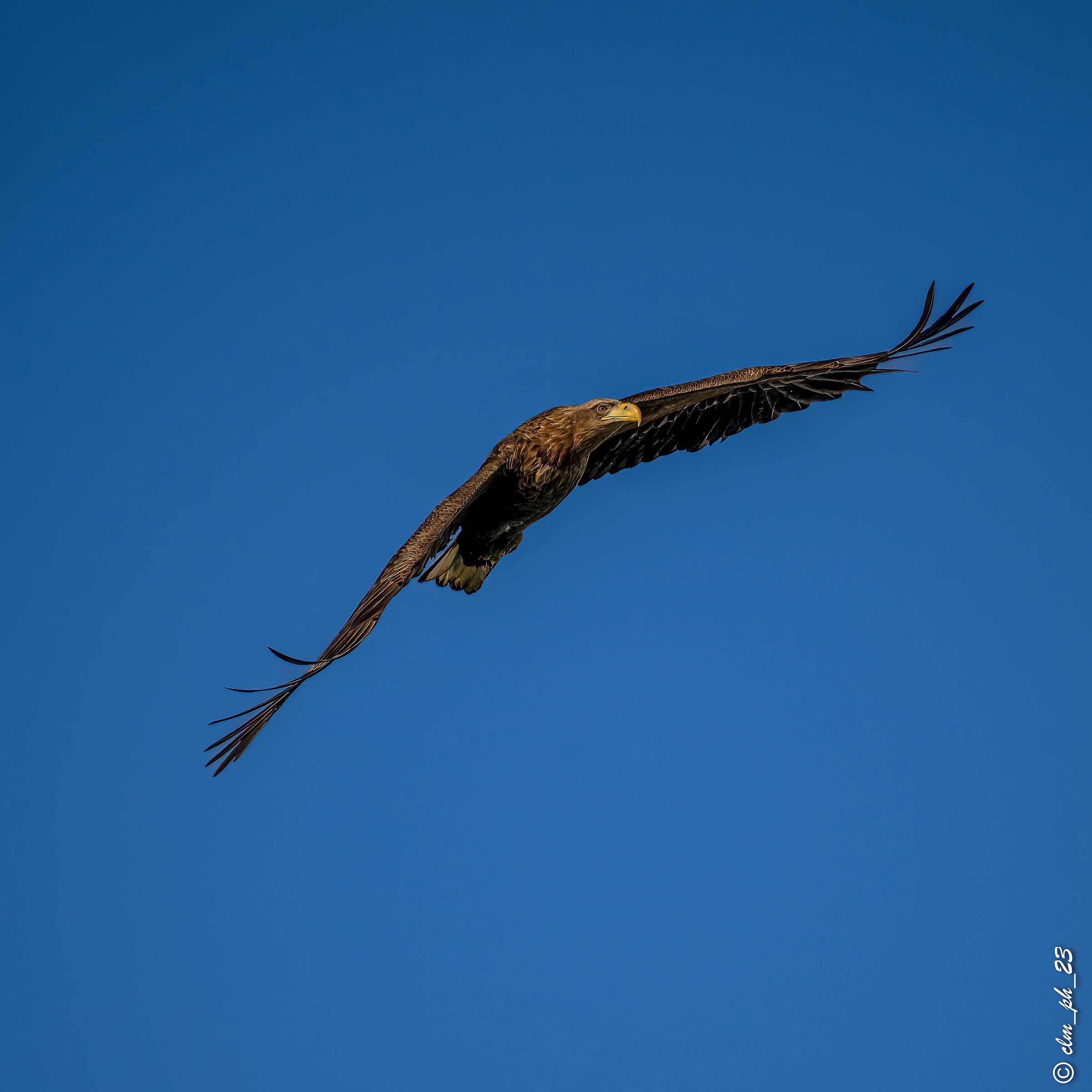 White-tailed sea eagle