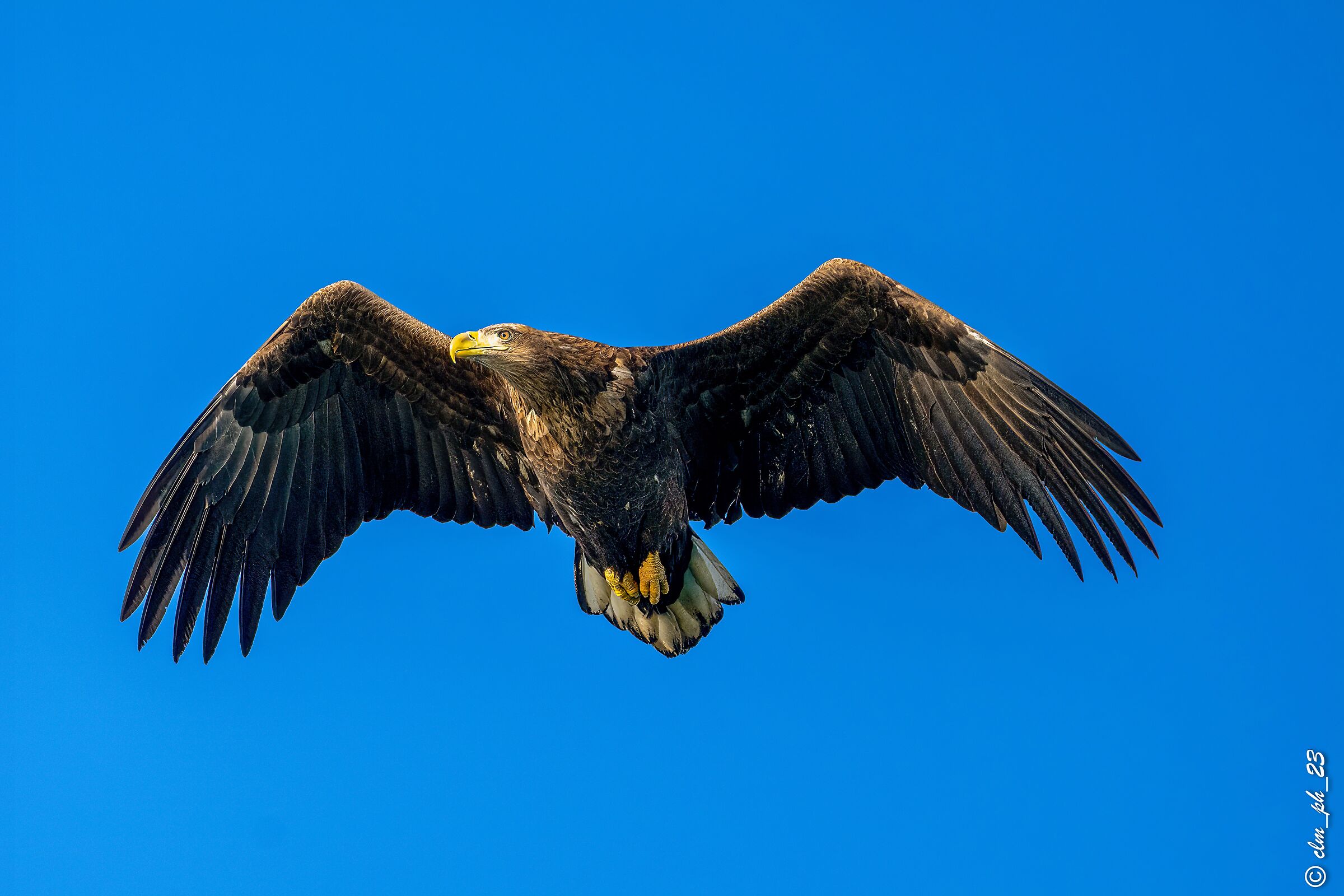 White-tailed sea eagle