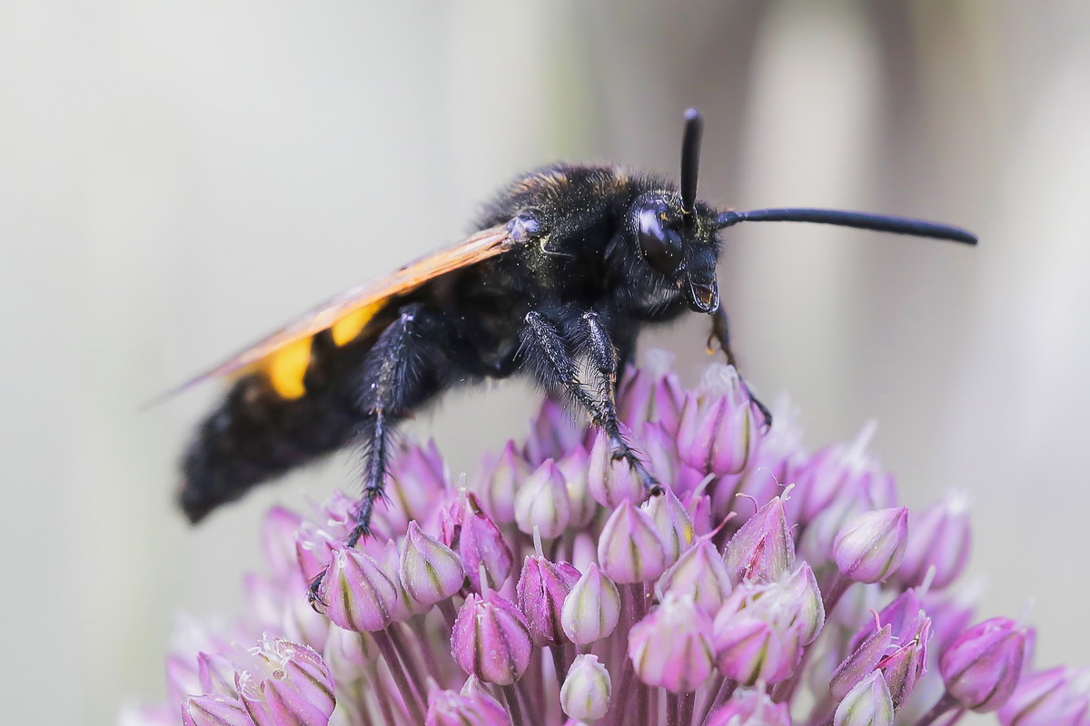 male Megascolia maculata flavifrons