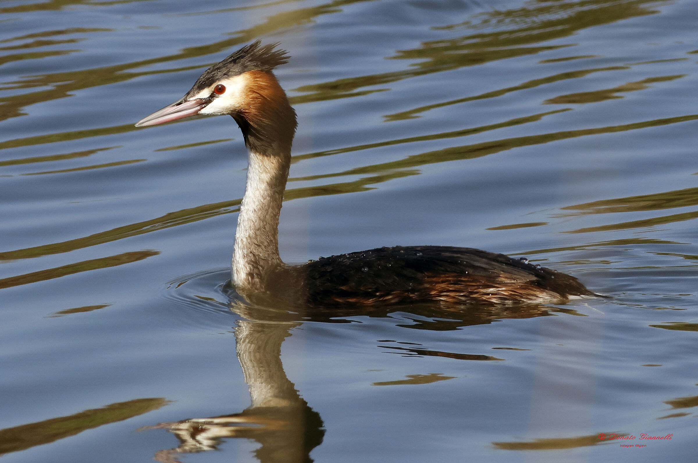 grebe