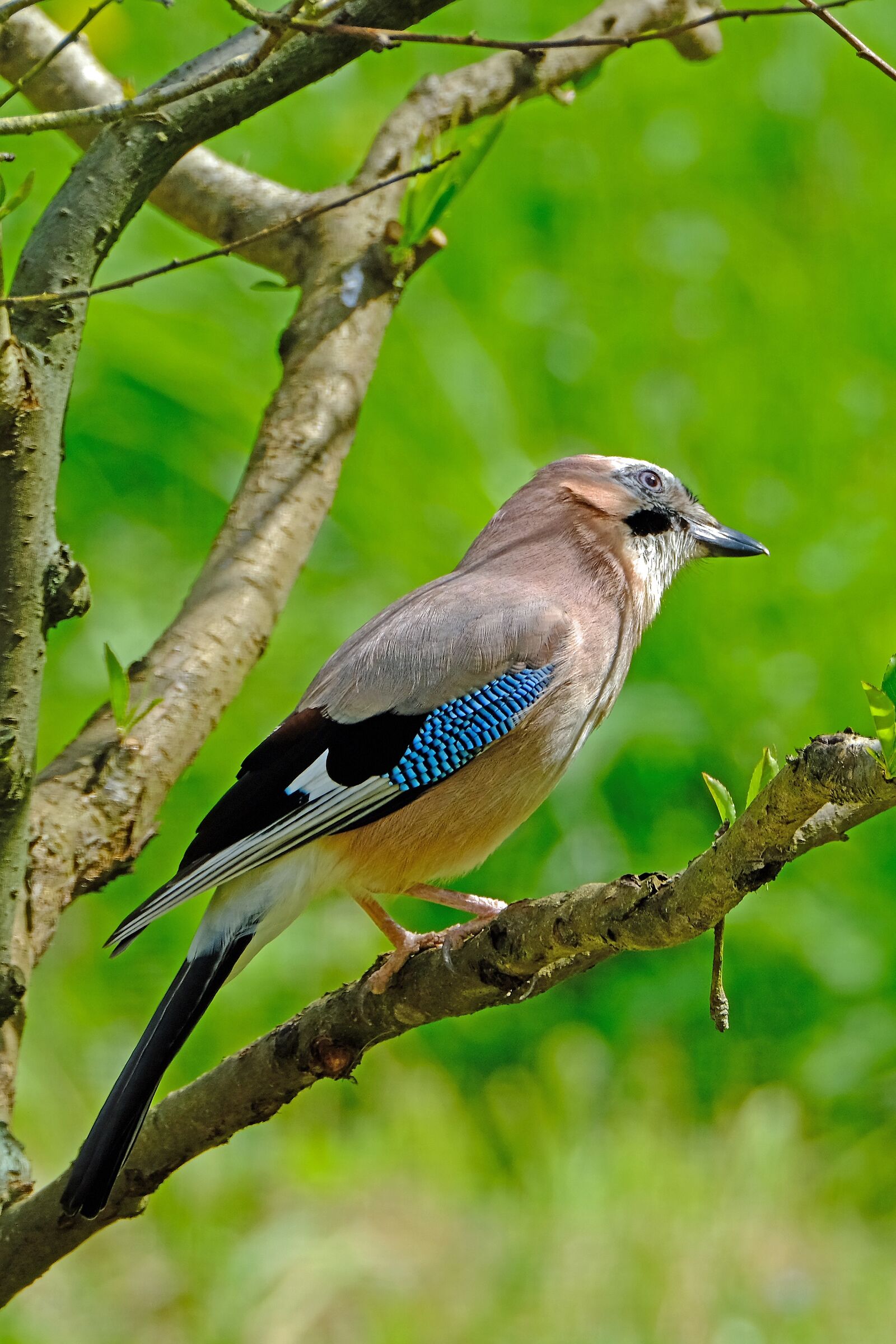 Jay