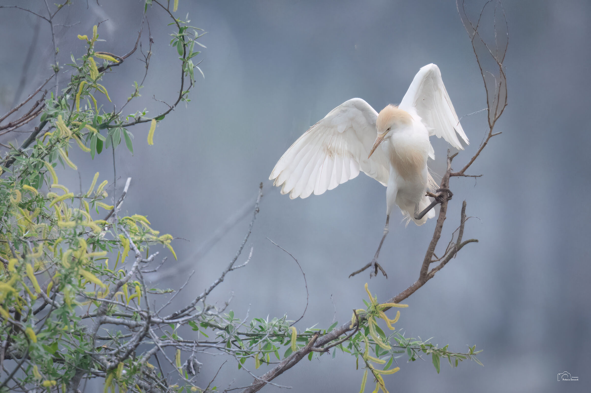 Softness - The colors of the cattle heron