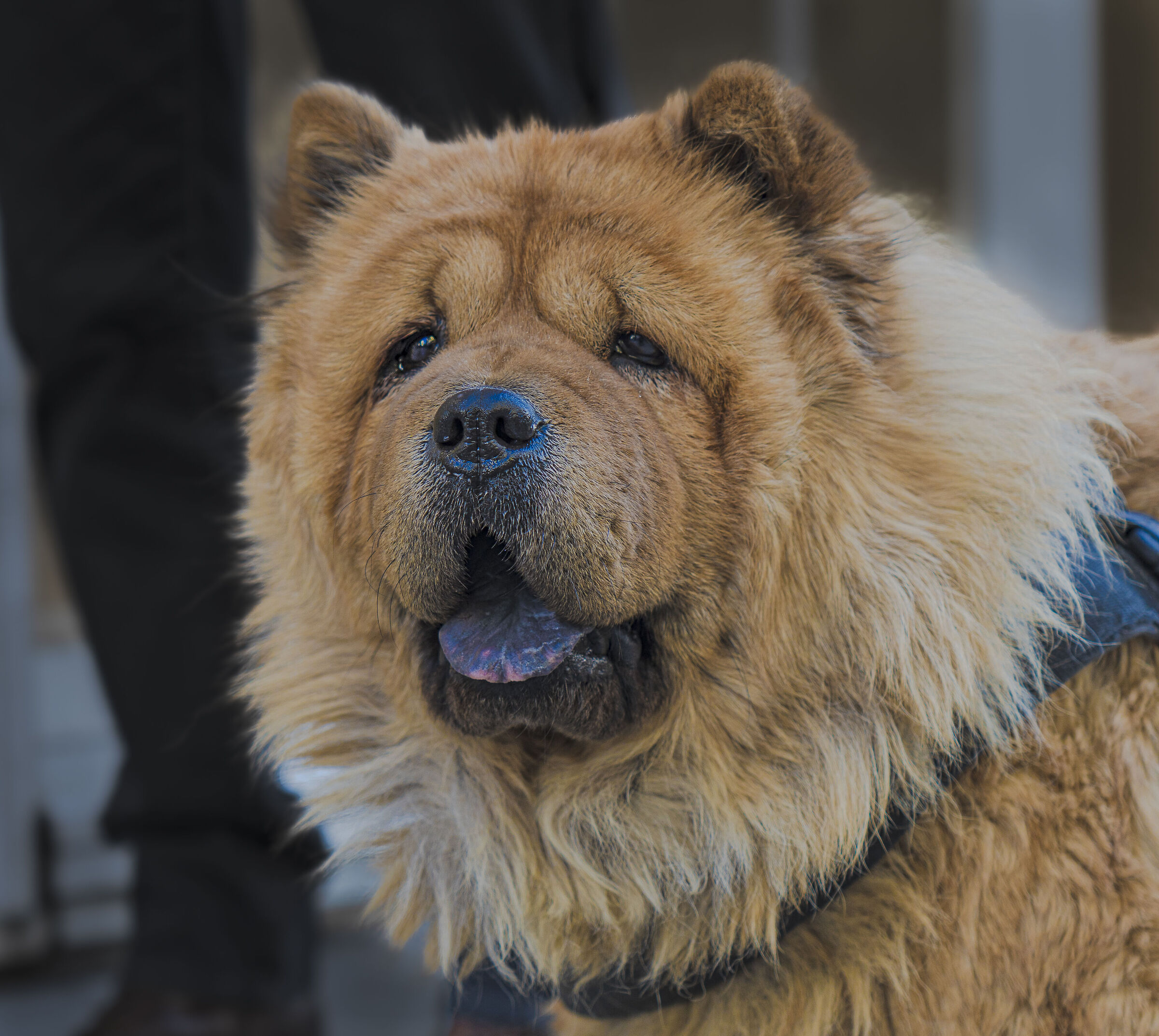 #chowchow