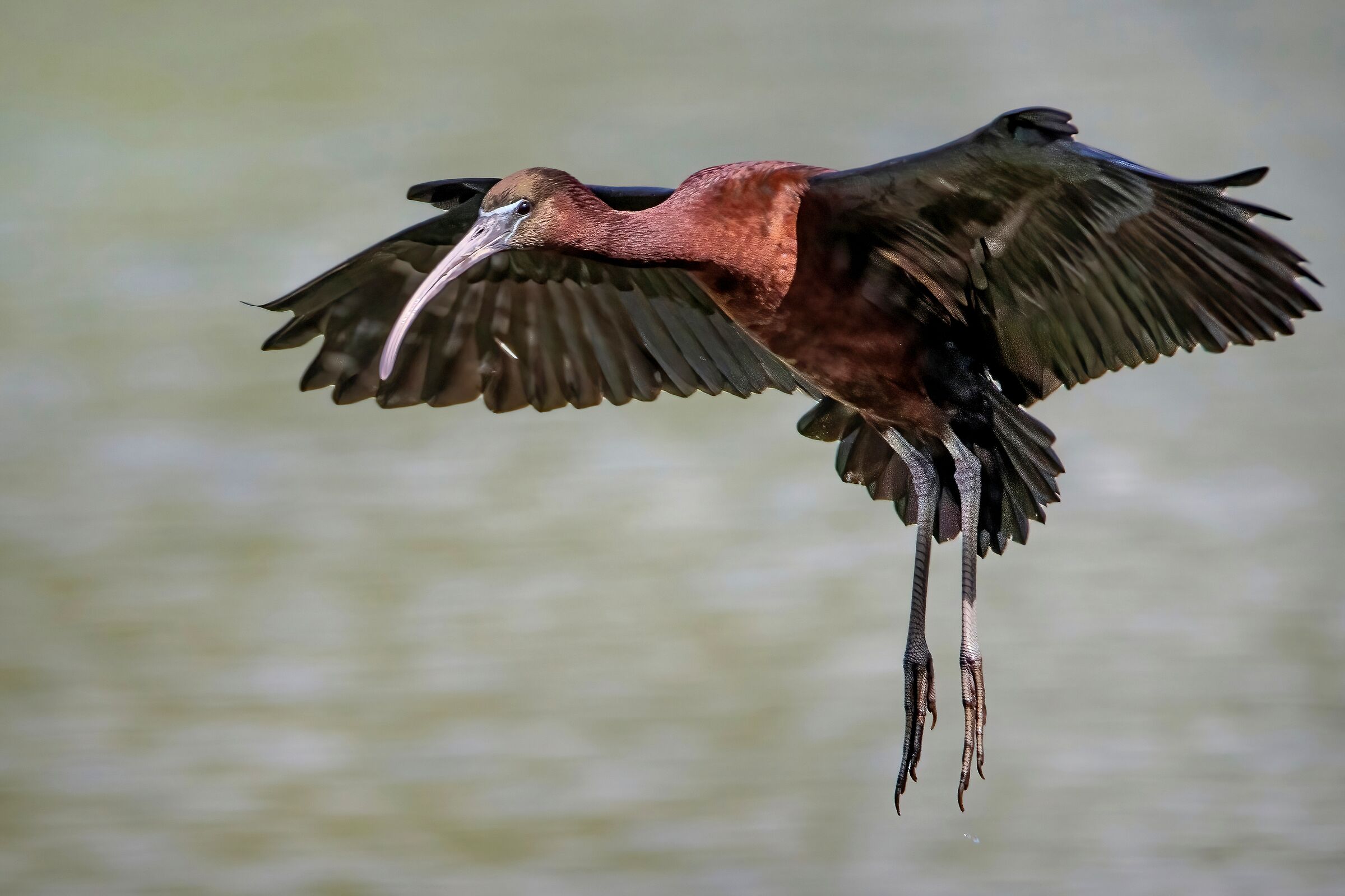 Mignattaio (Plegadis falcinellus)