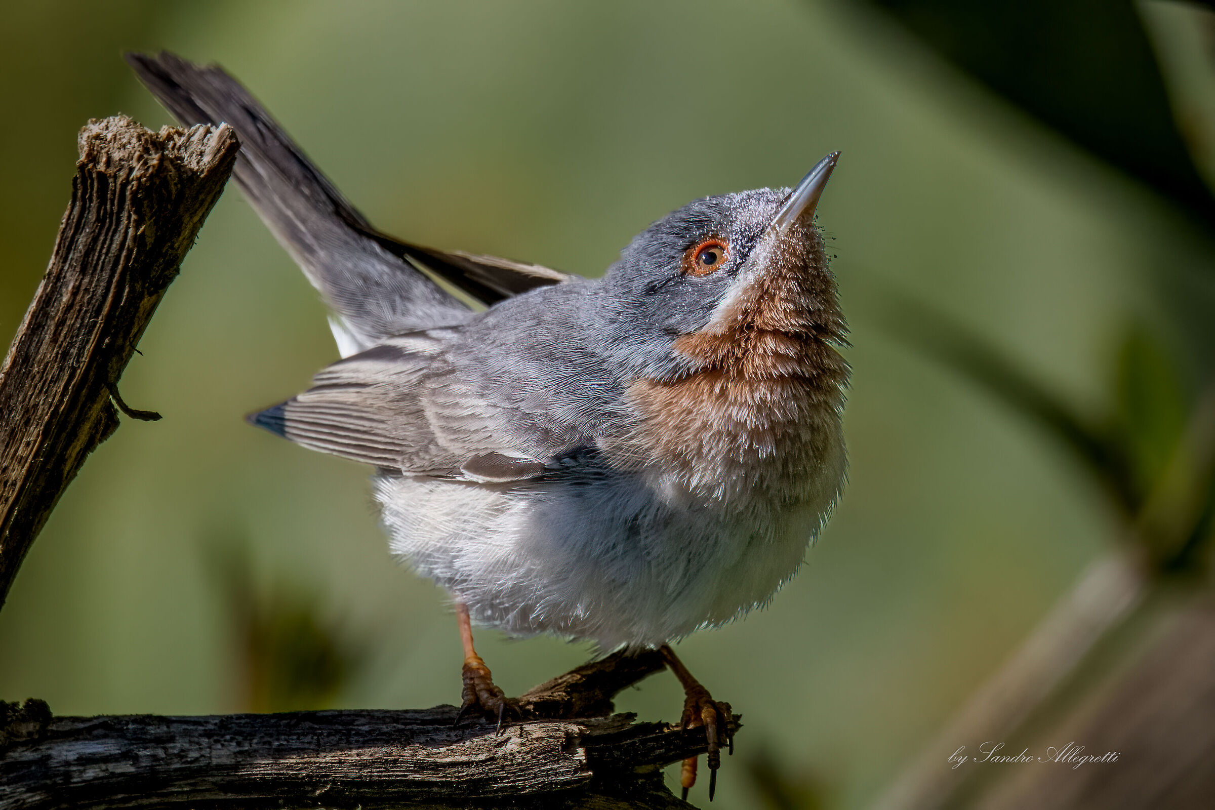 La sterpazzolina (Sylvia cantillans)