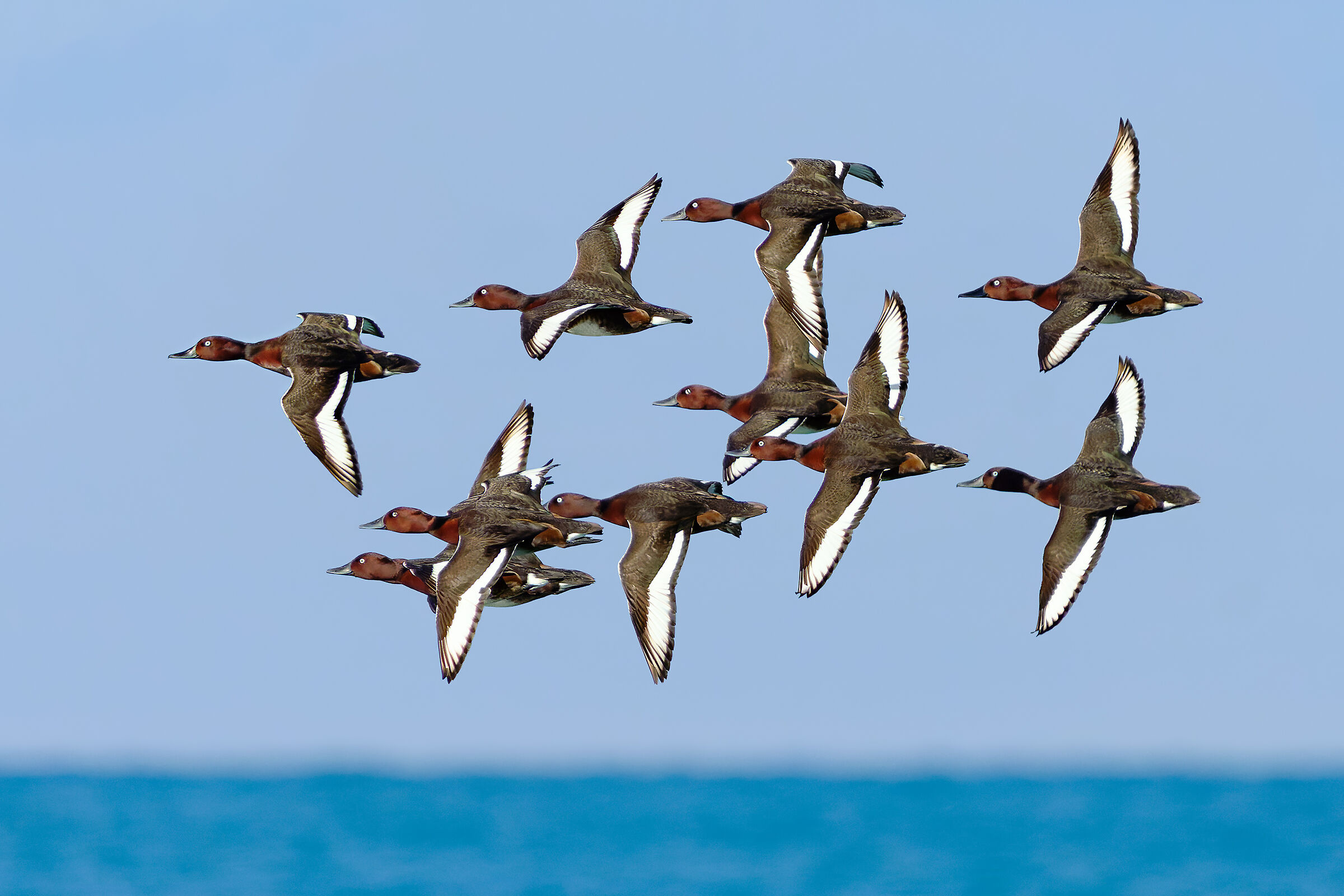 Males of ferruginous duck in spring migration