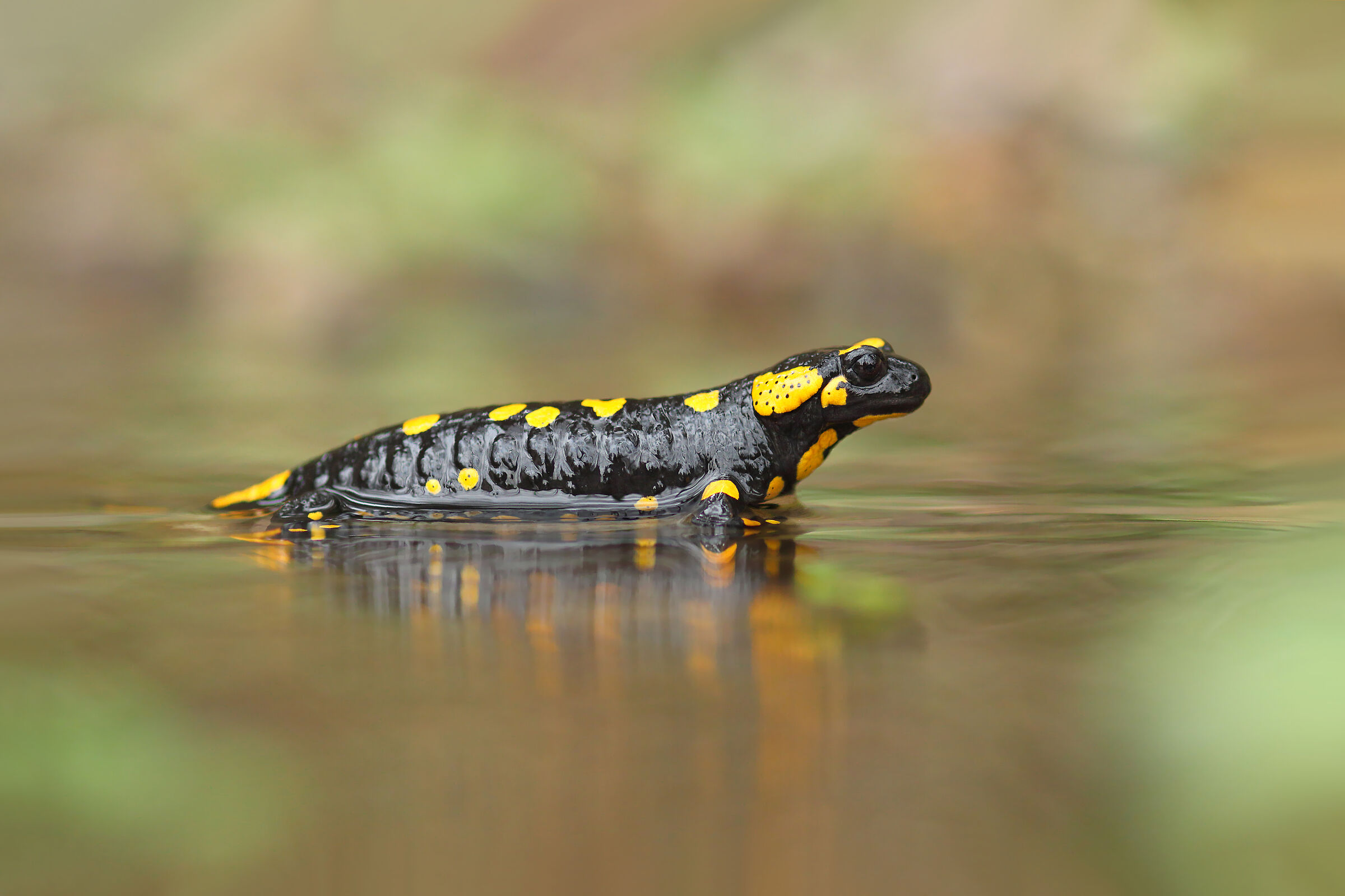 Salamandra salamandra