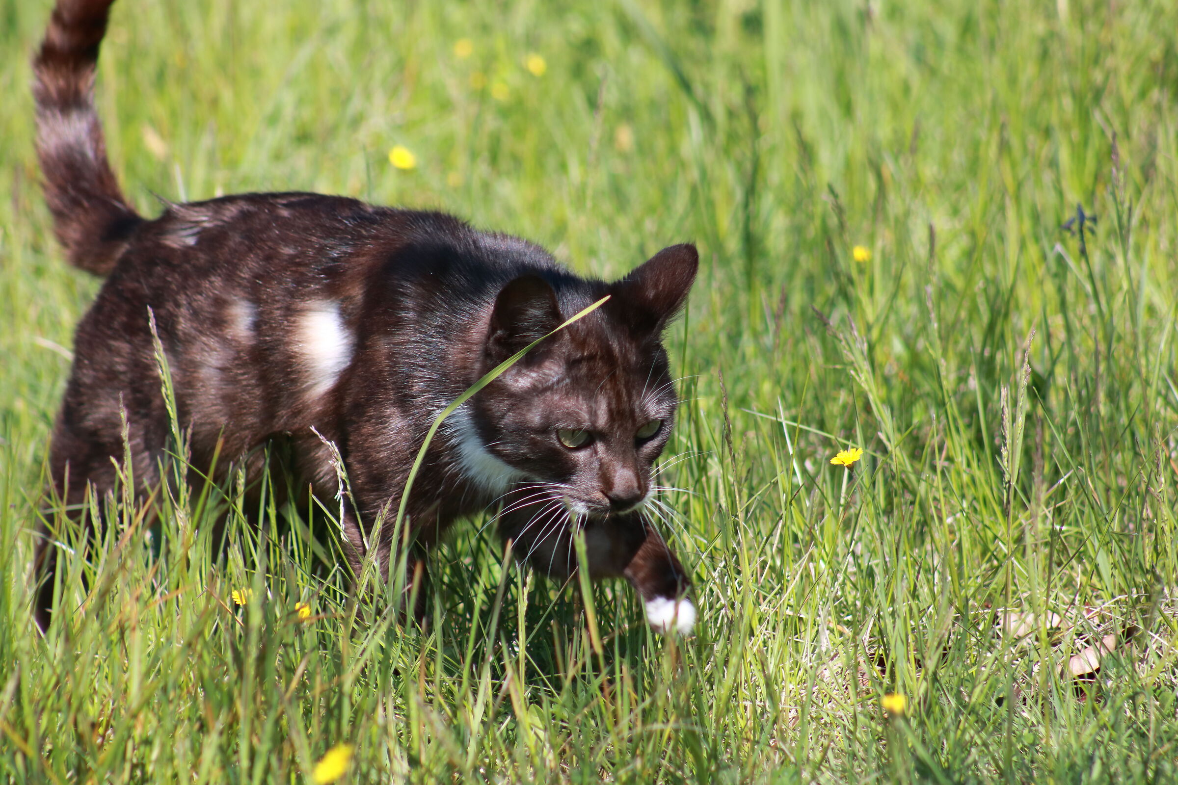 Hunting