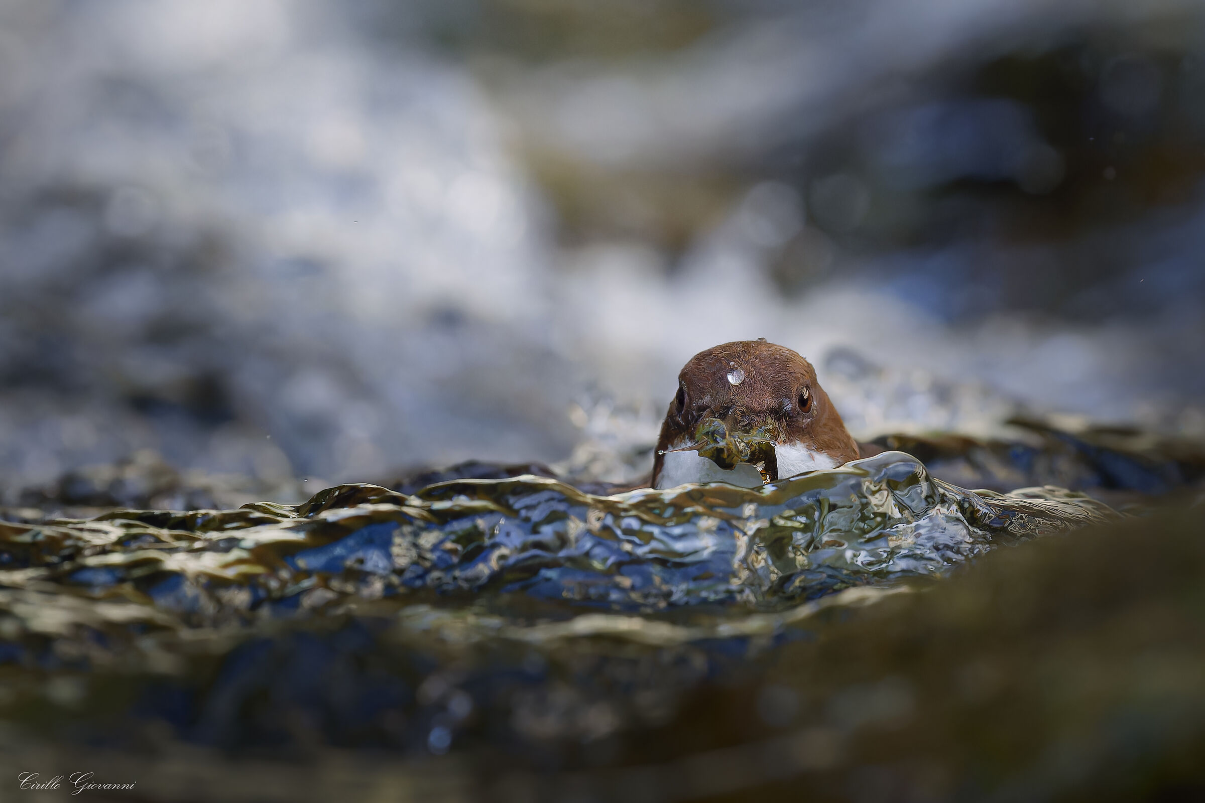 WHITE-THROATED DIPPER