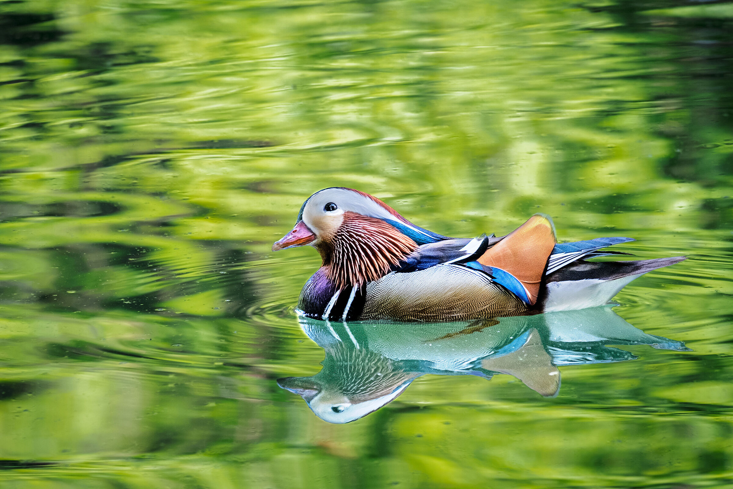MANDARIN DUCK