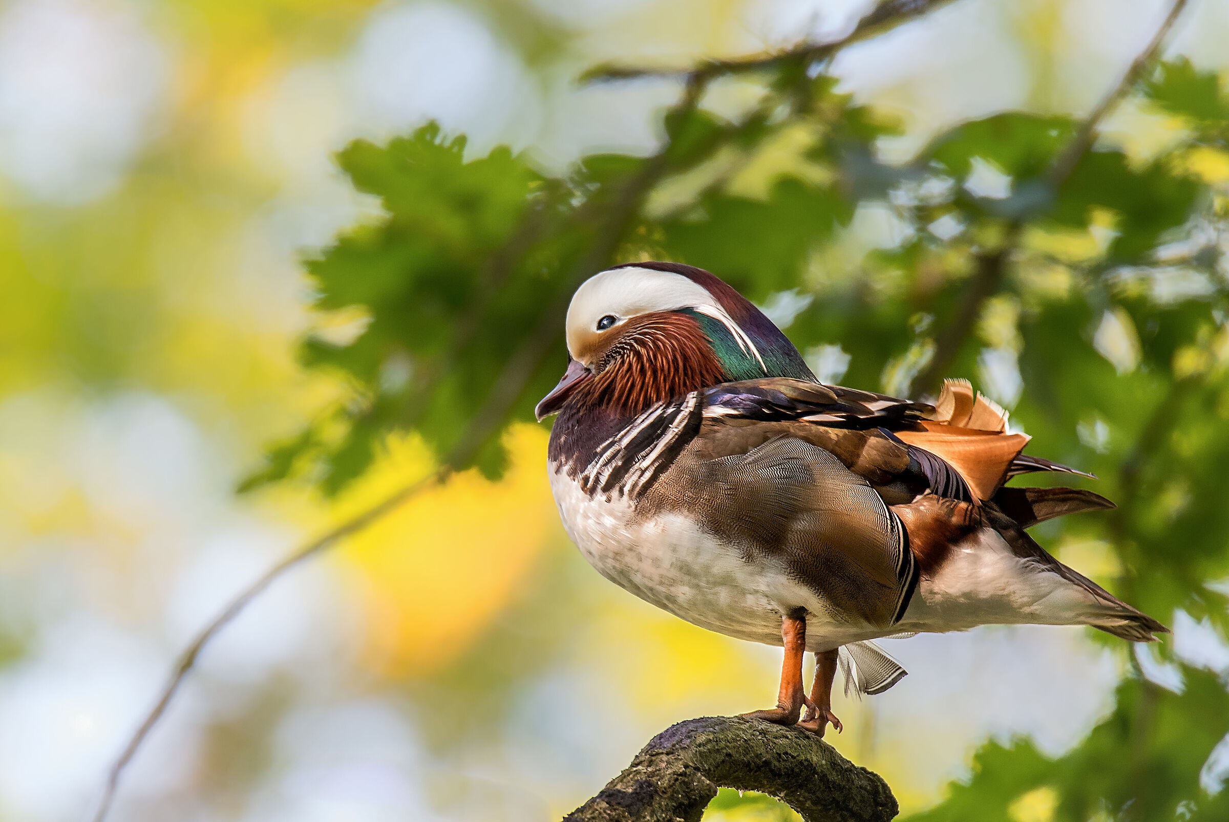 MANDARIN DUCK