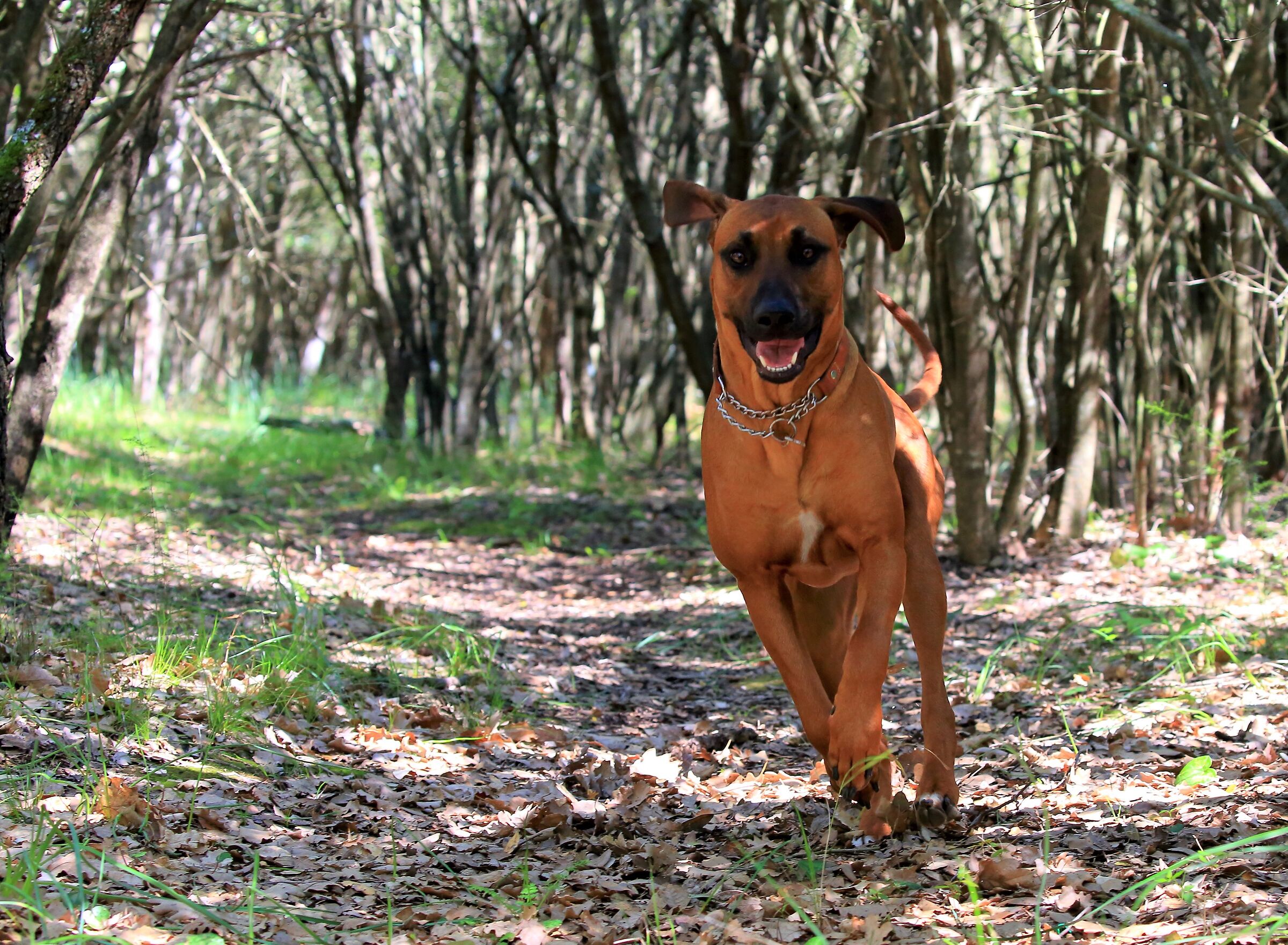 A forest of happiness