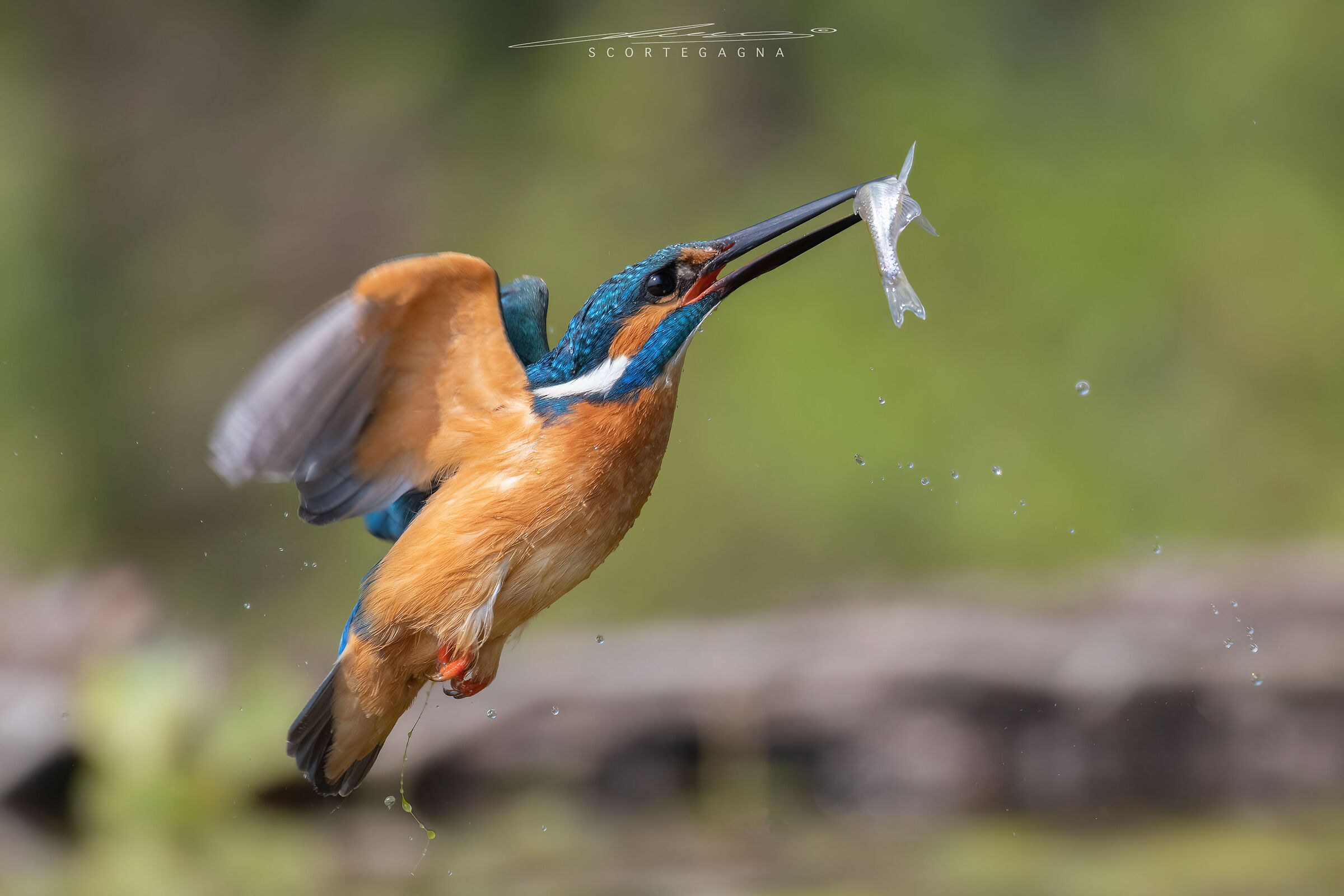 Martin Pescatore maschio con preda