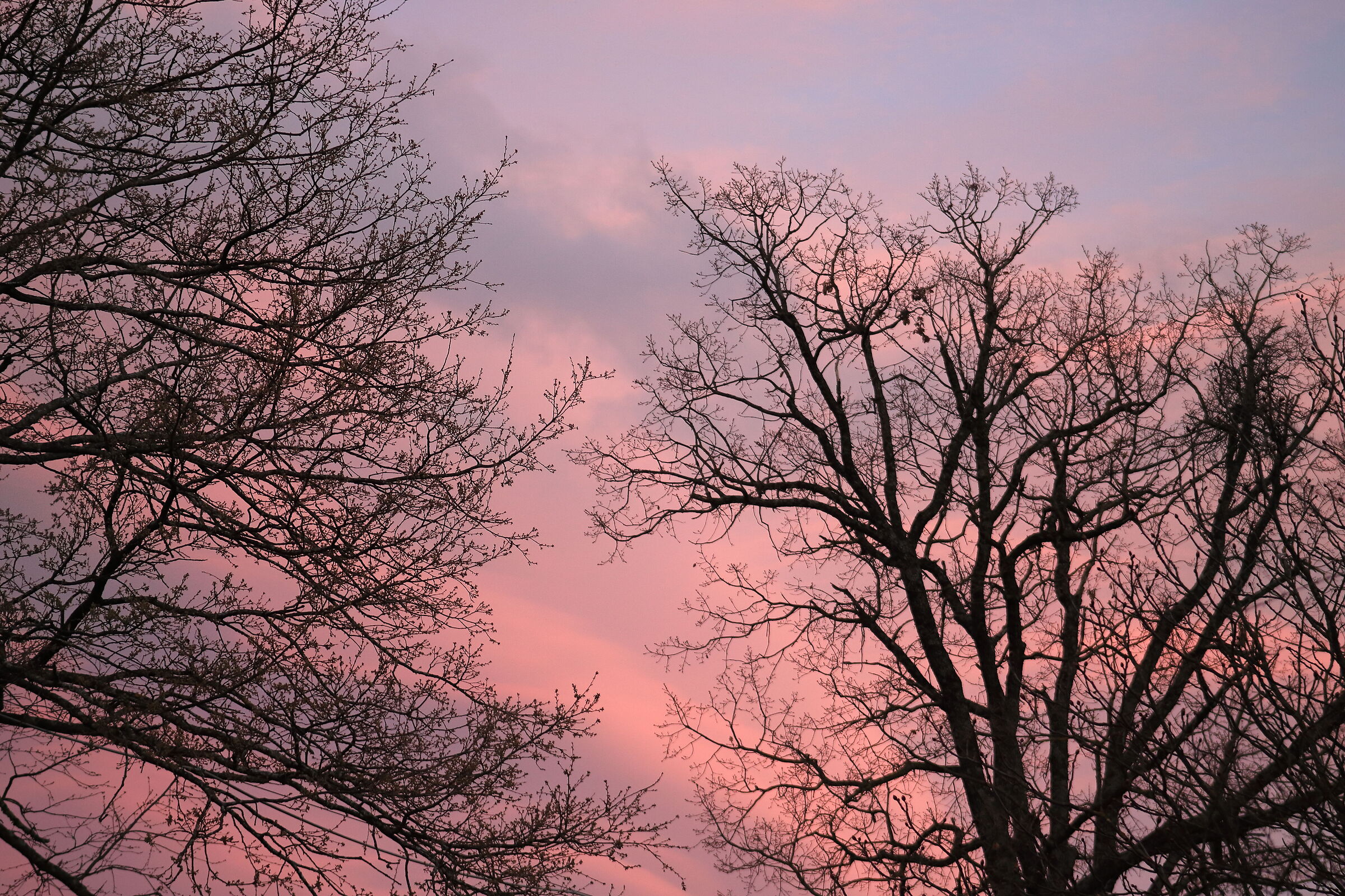 Pink clouds