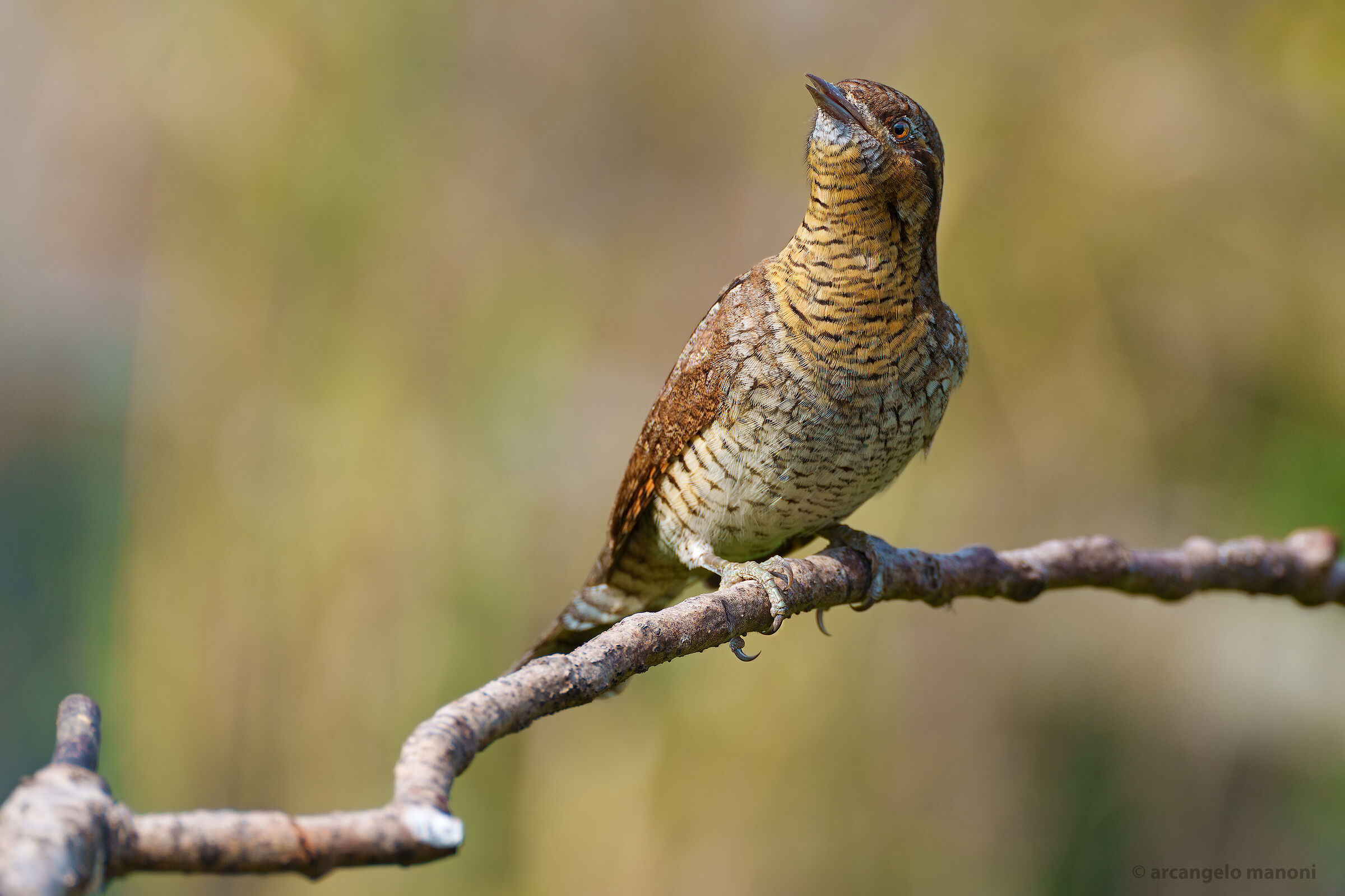 The singer of spring