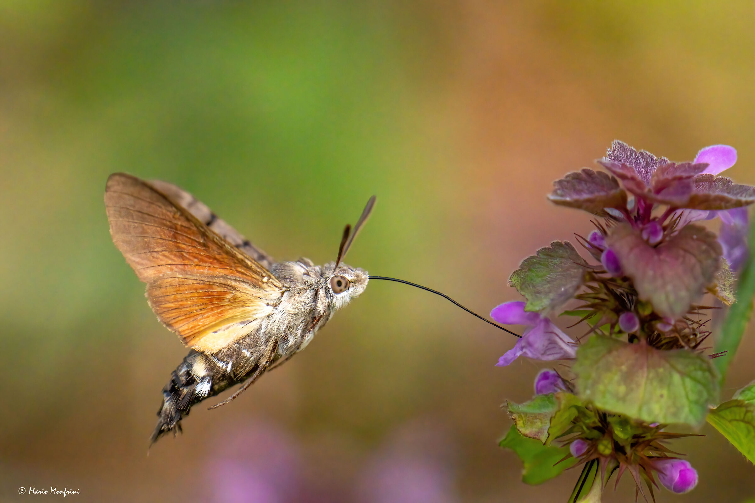 Macroglossum stellatarum
