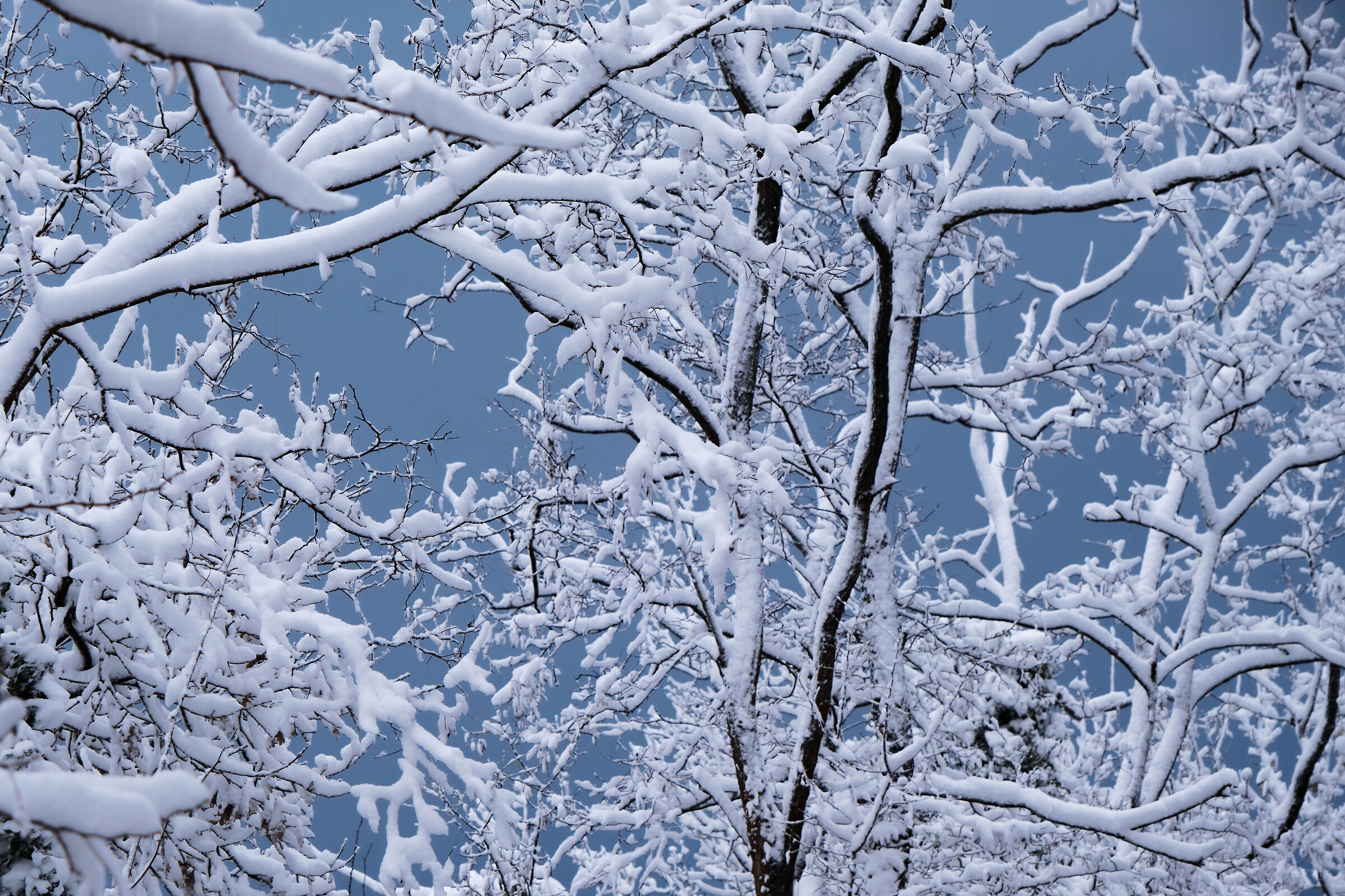 The whiteness of the snow