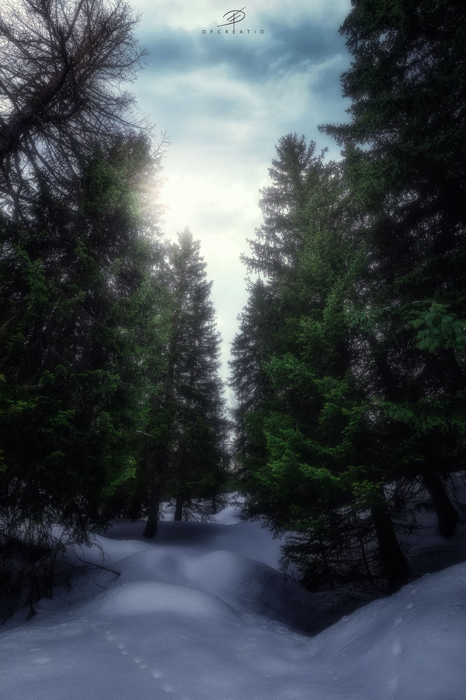 Fairy forest