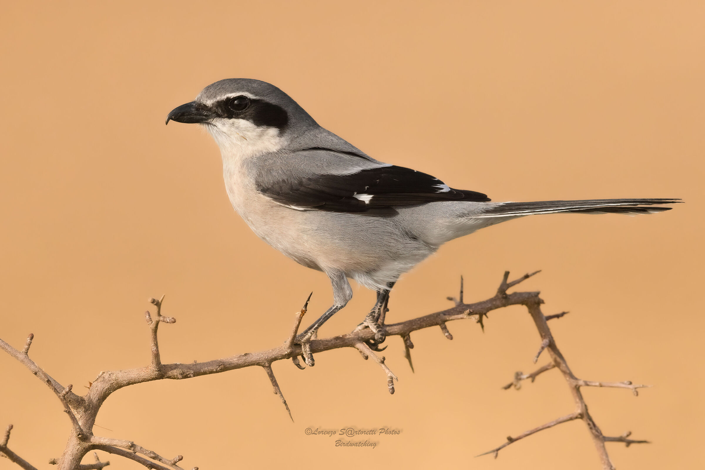 Southern Shrike