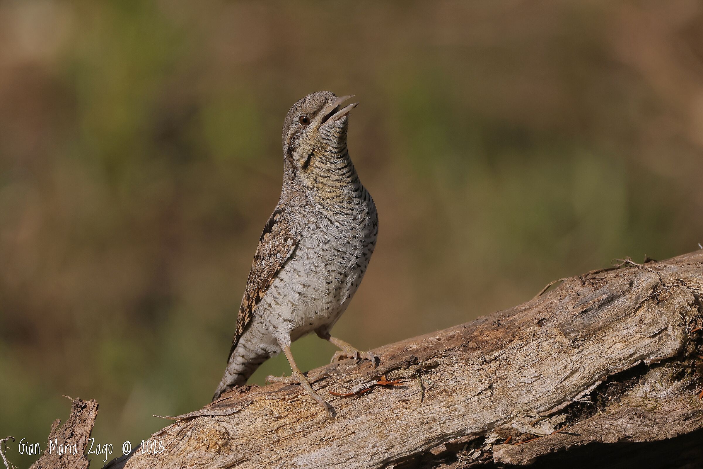 Wryneck