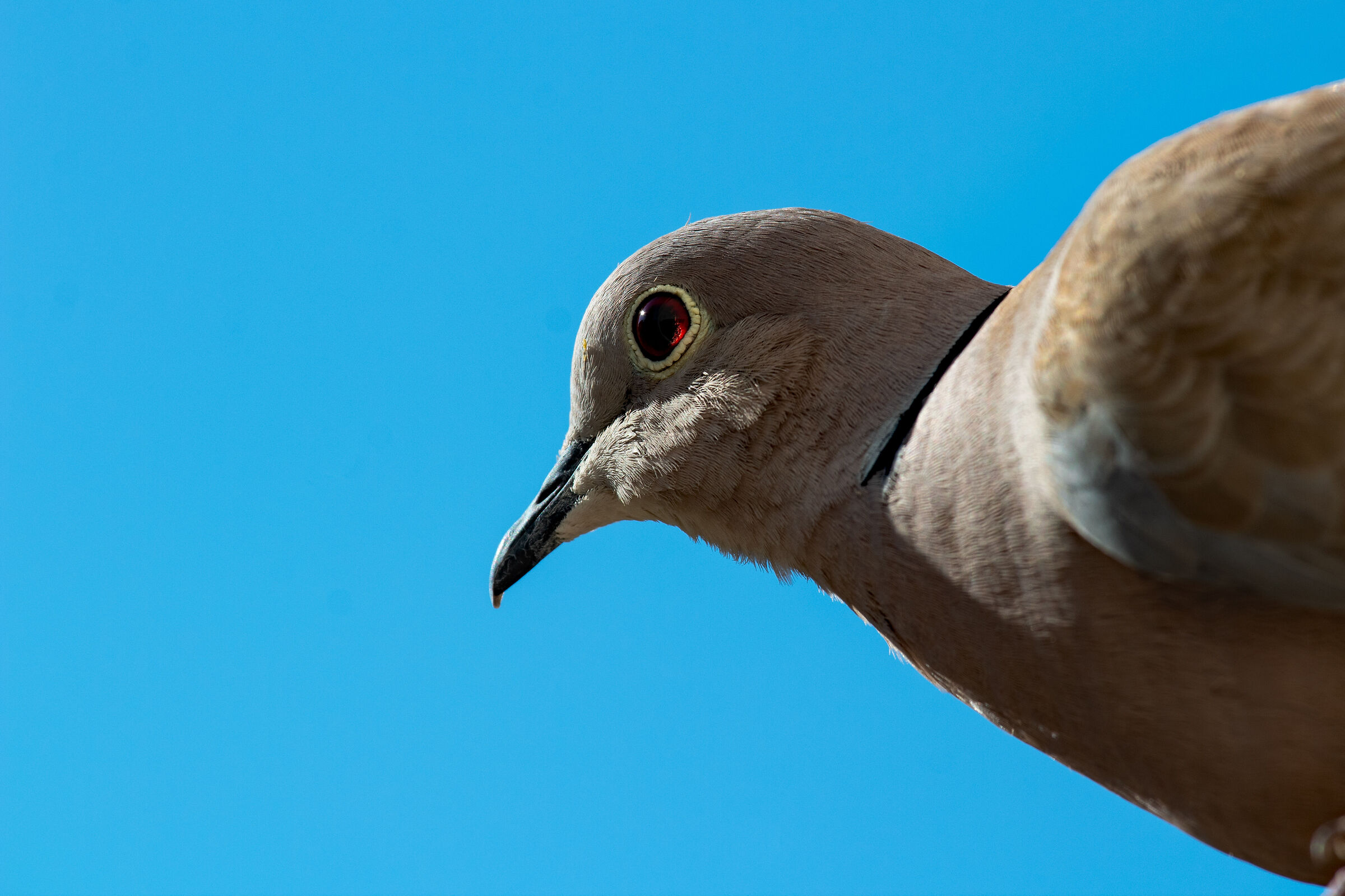 Common dove