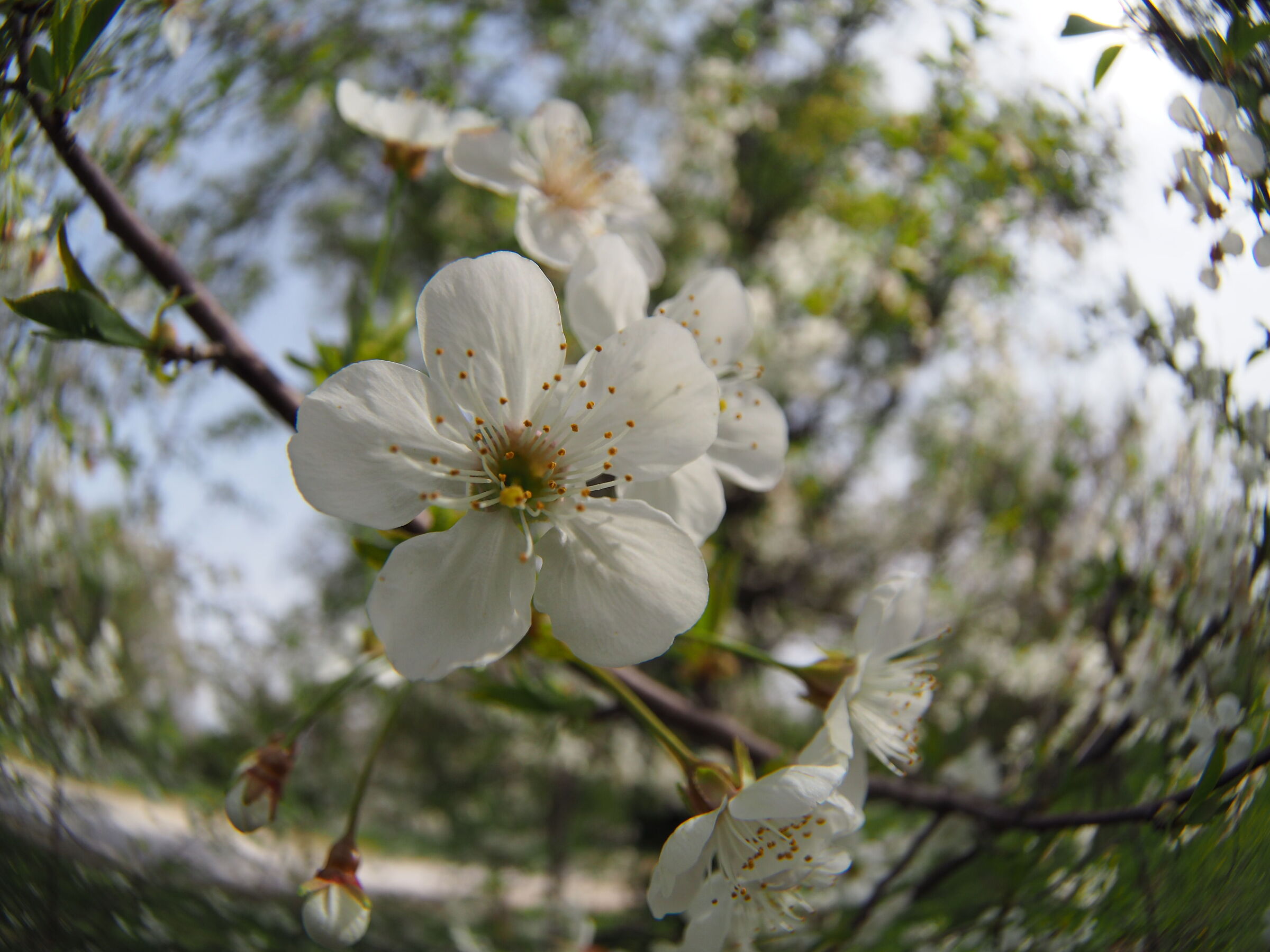 Primavera