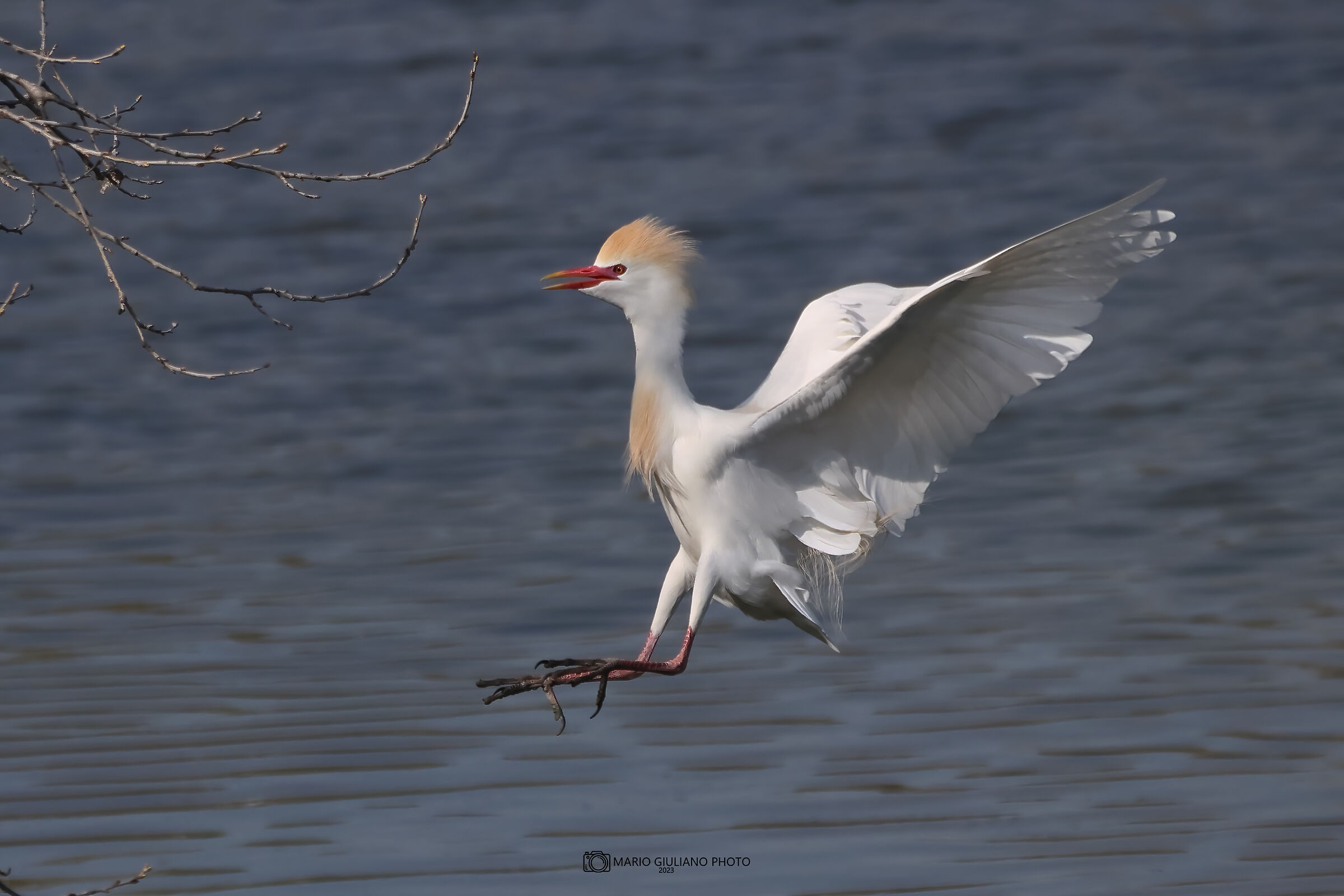 Cattle heron landing