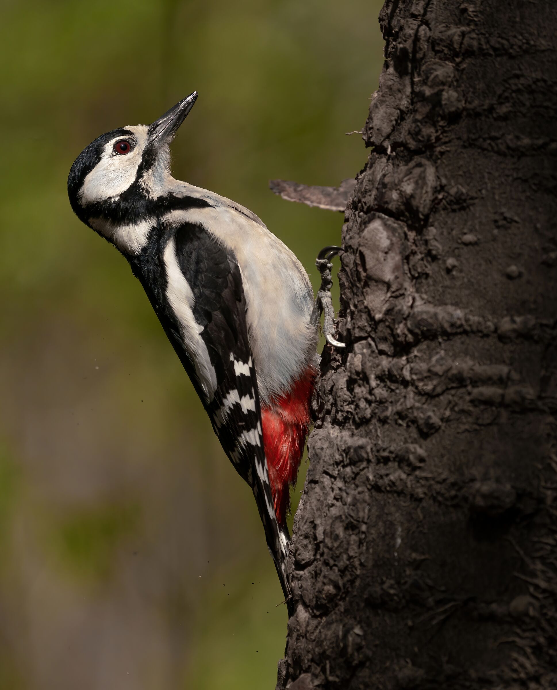 Greater spotted woodpecker