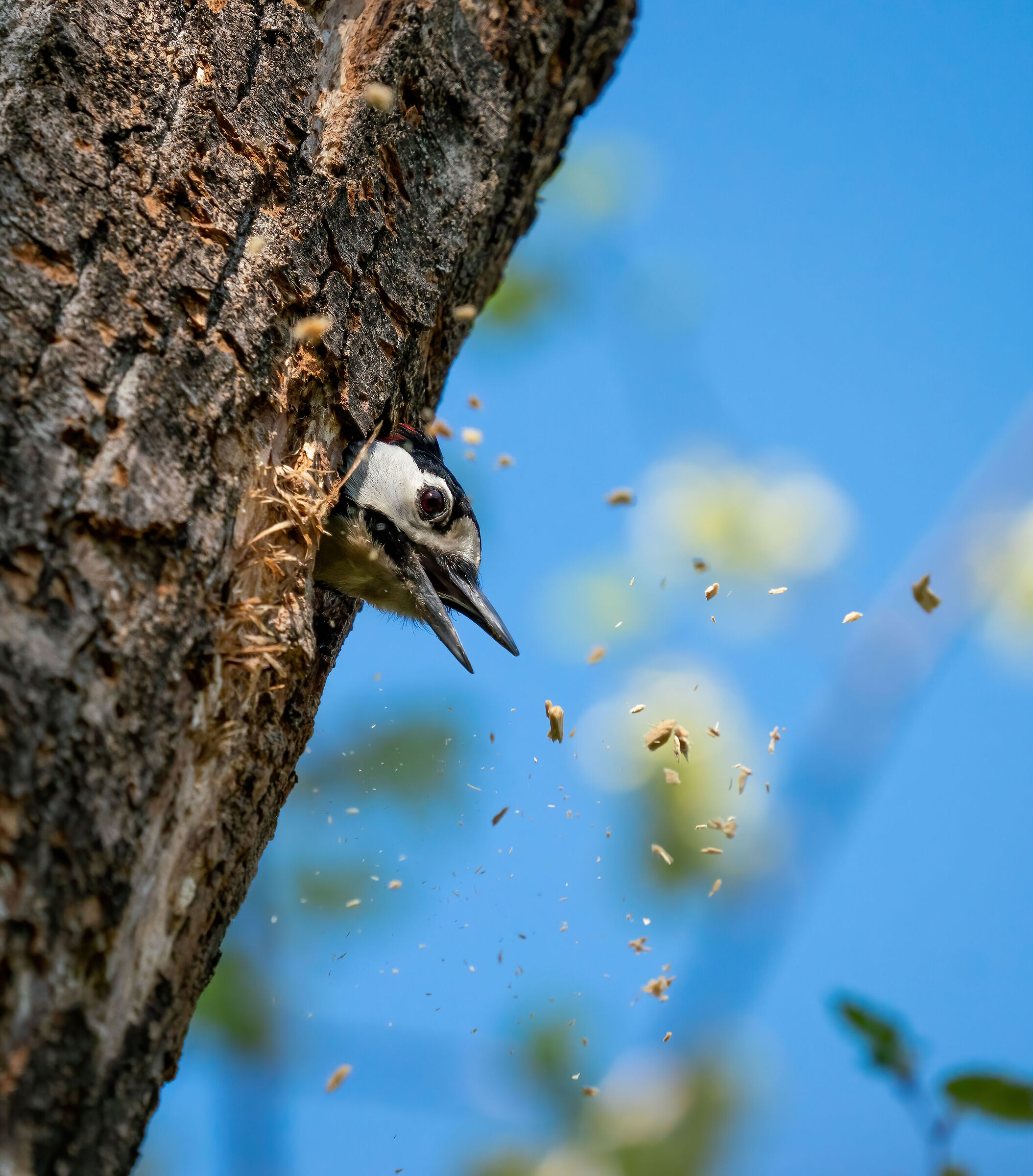 Carpenter by nature - great spotted woodpecker