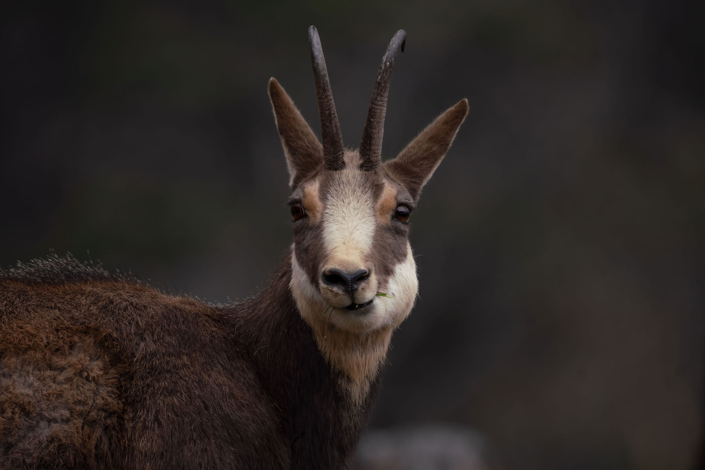 Chamois