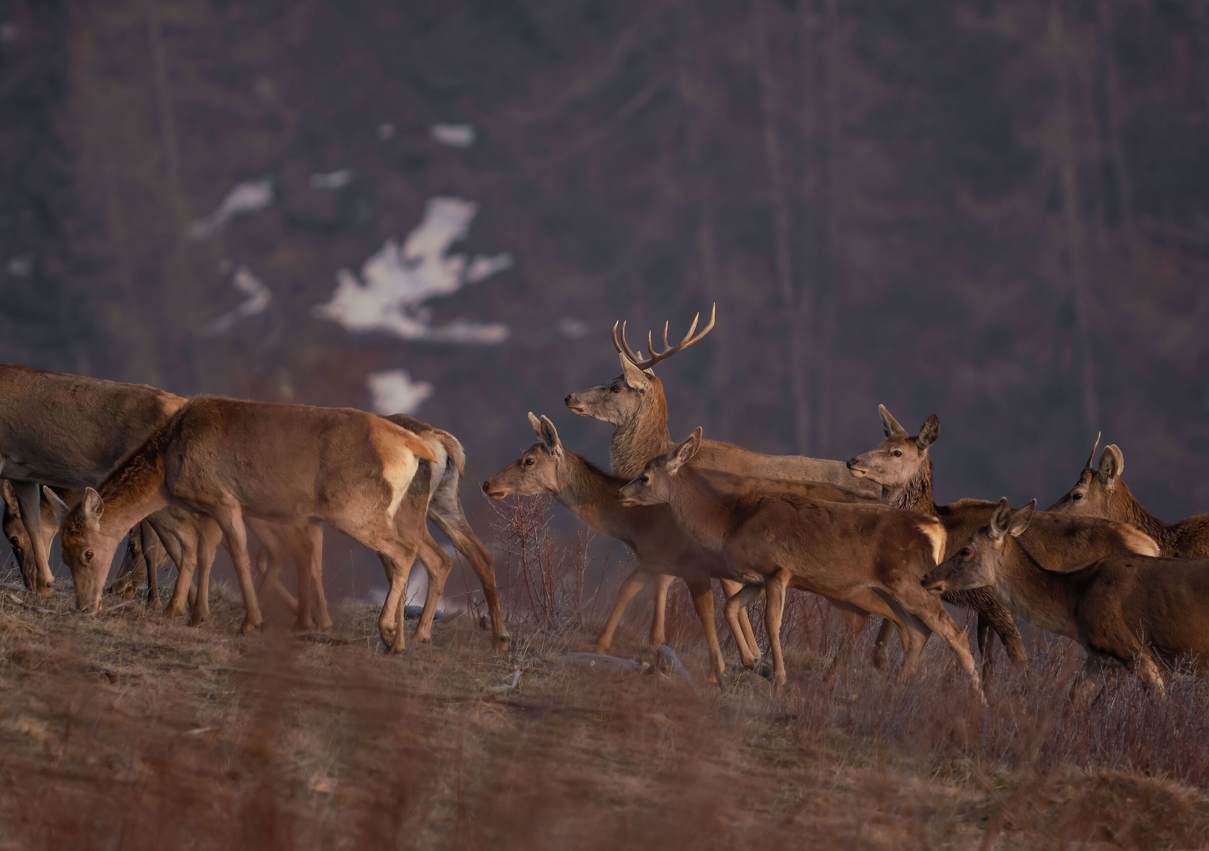 Marching - deer