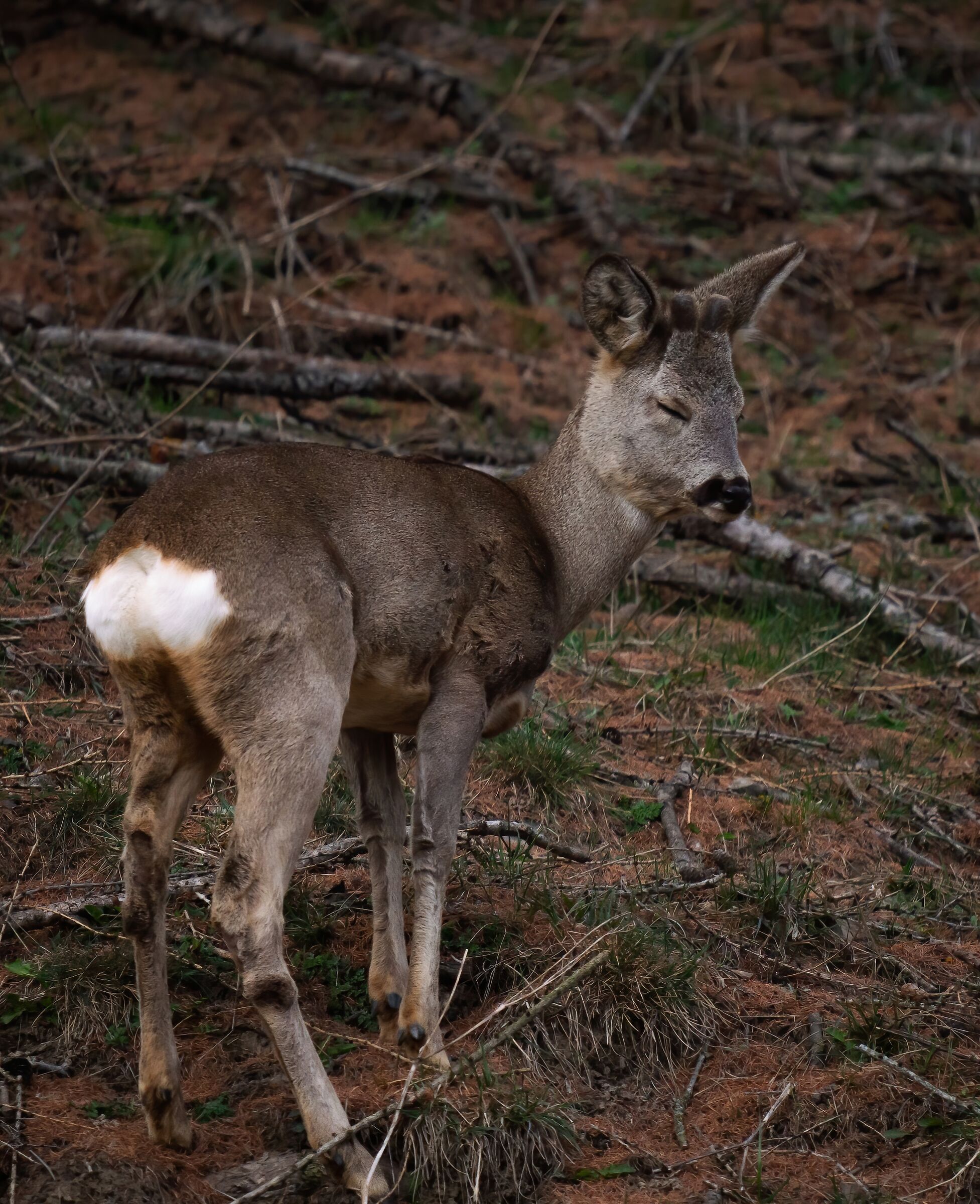It's early morning for everyone - Roe deer