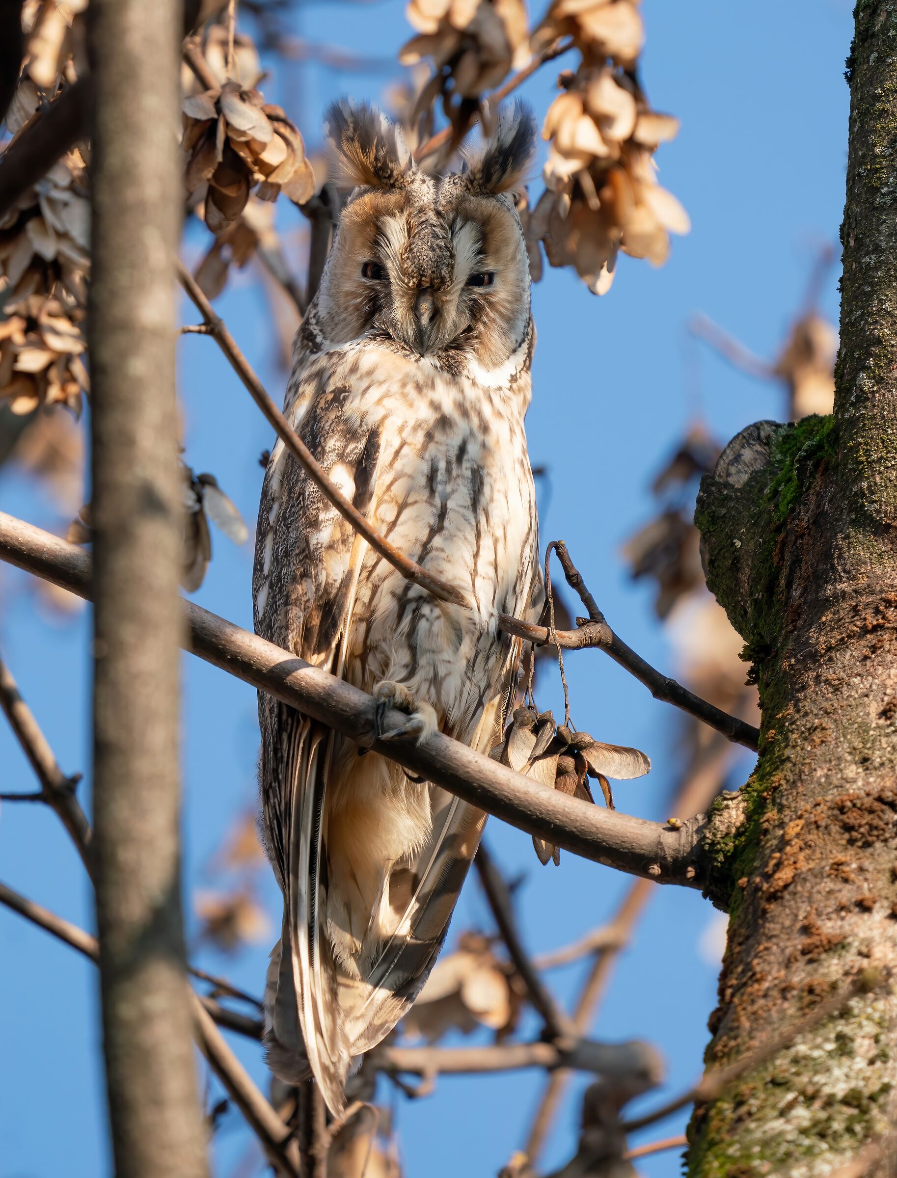 When tenderness and wisdom merge - Common owl