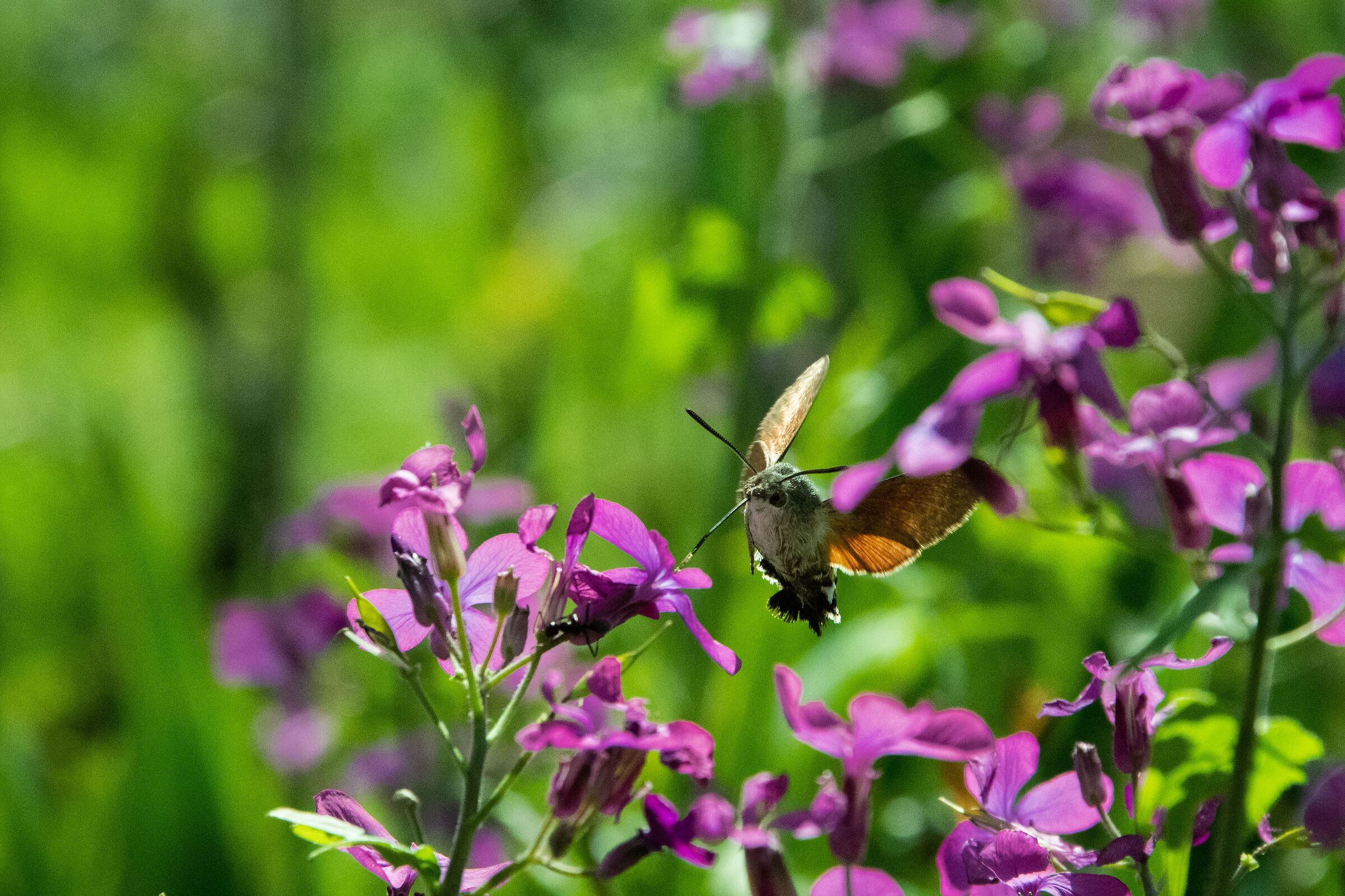 Macroglossum stellatarum - Sfinge colibrì