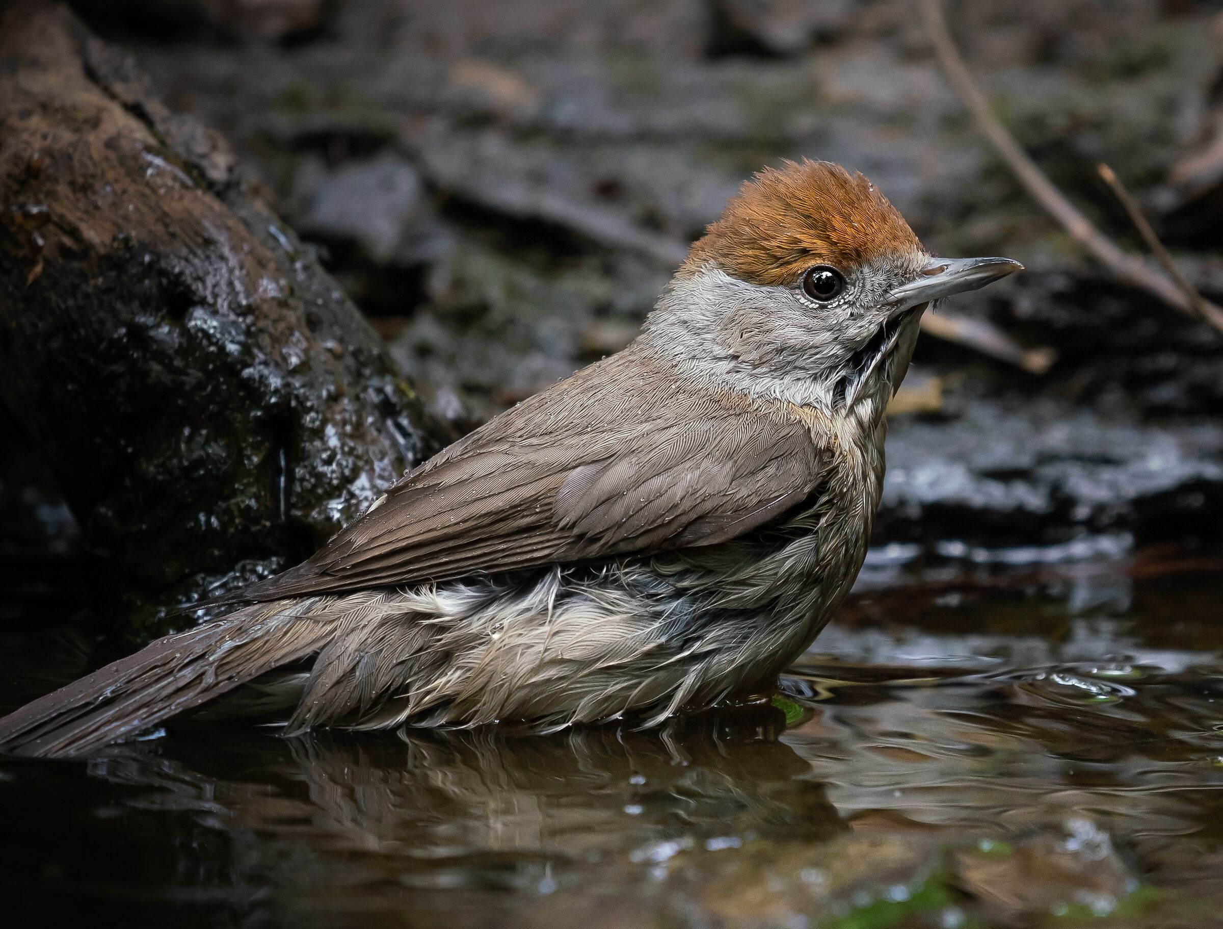 Female haircap